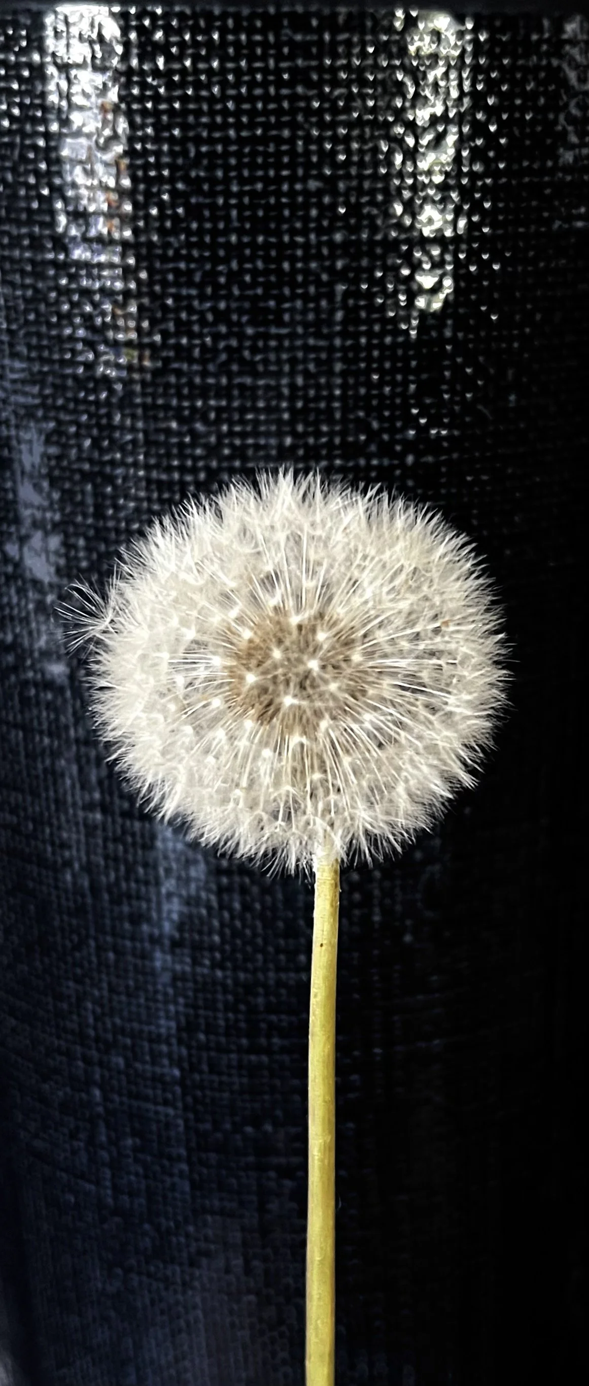 Close-up image of a dandelion seed head against a dark background.