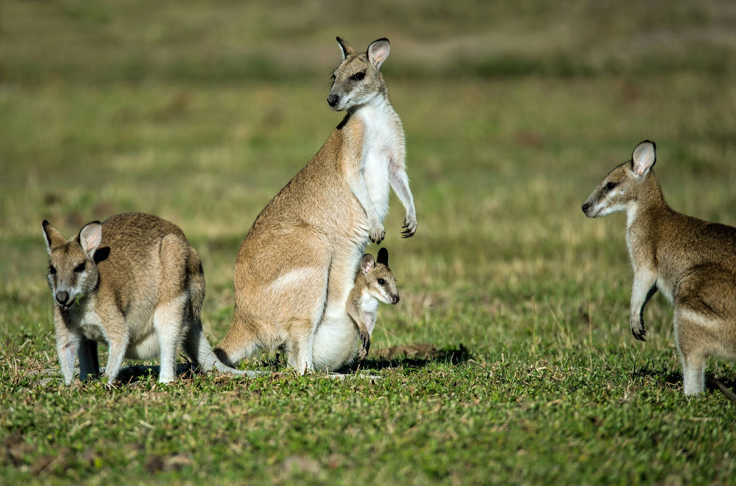 A group of wallabies on a grassy field, with one adult wallaby standing upright and several smaller wallabies, or joeys, close to it.