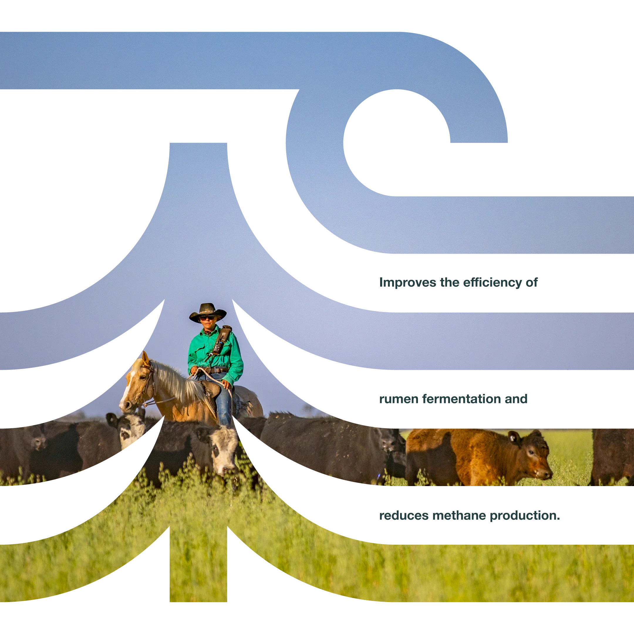 A person wearing a green shirt, cowboy hat, and sunglasses riding a white horse with a dog nearby, set in a grassy field with cows in the background, under a clear blue sky.