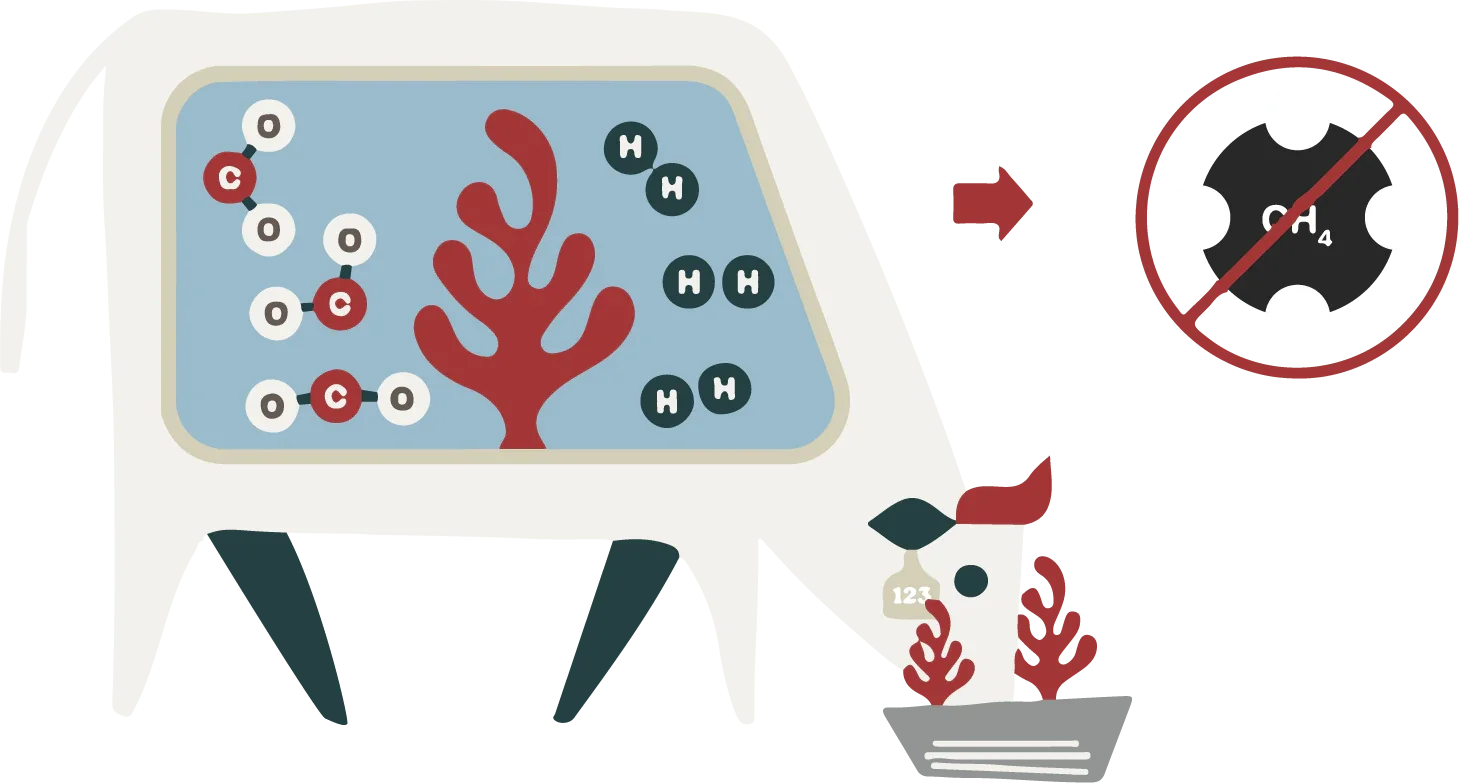 Diagram depicting the process of reducing methane emissions from cattle by adding a supplement to their diet, with visuals of feed, suppressed methane molecules, and plants.