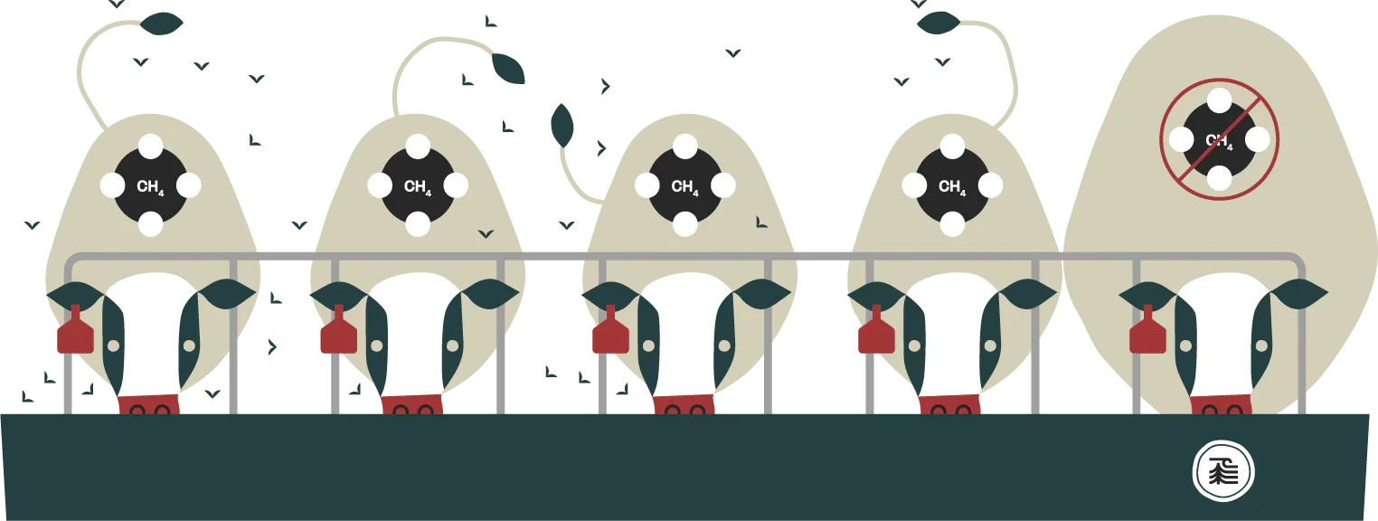 Illustration of cows in a biogas plant, showing the process of converting cow manure and methane gas into biogas, with a diagram of the biogas system.
