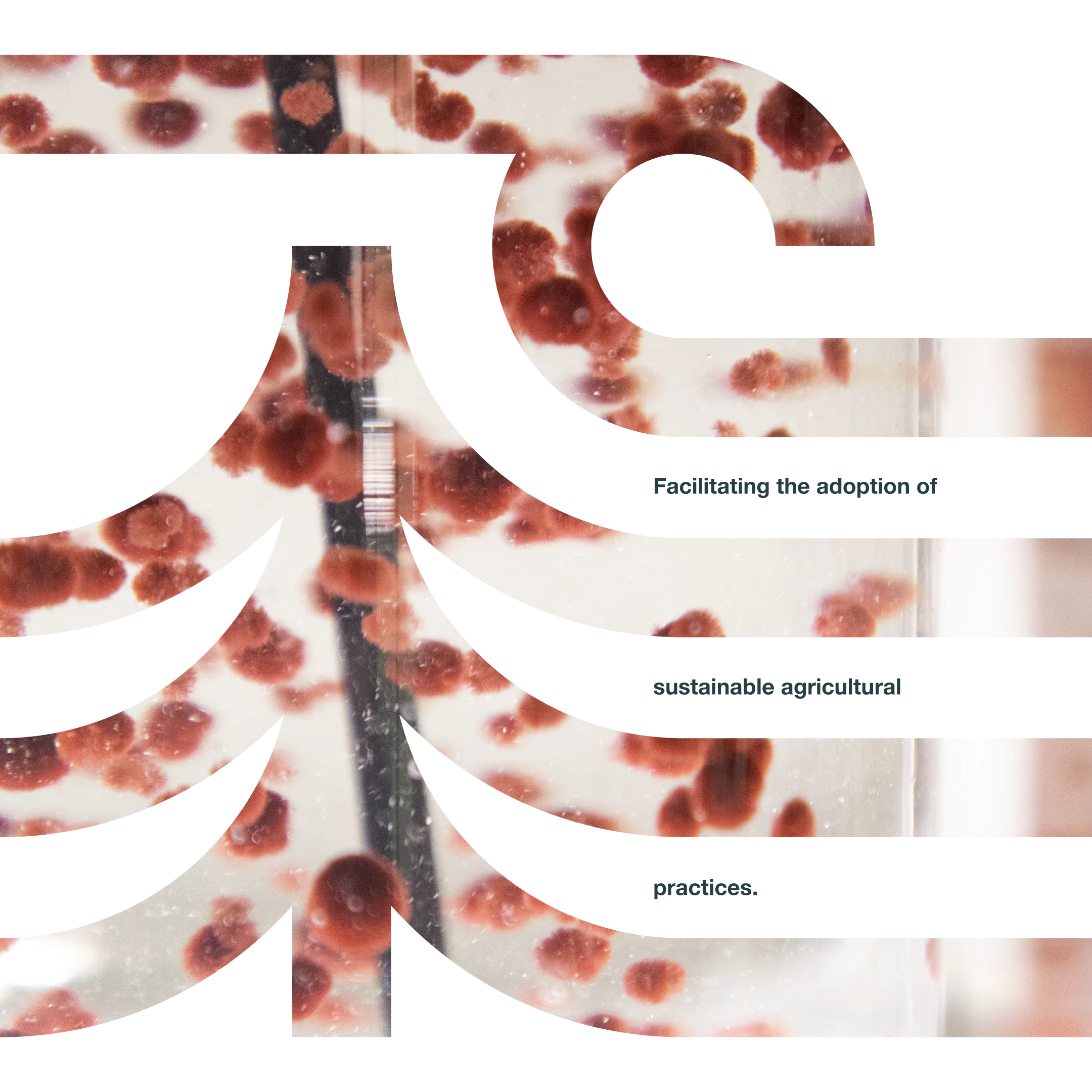 Close-up of a scientific test tube with red blood cell colonies forming as biofilm.
