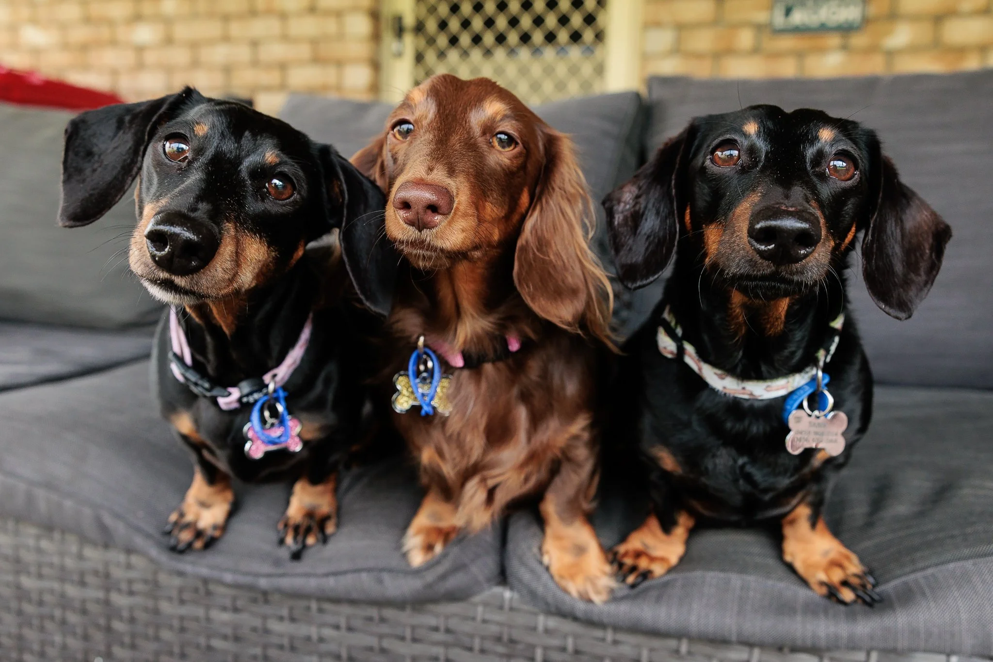 Three dacshund dogs sitting on a couch staring at camera