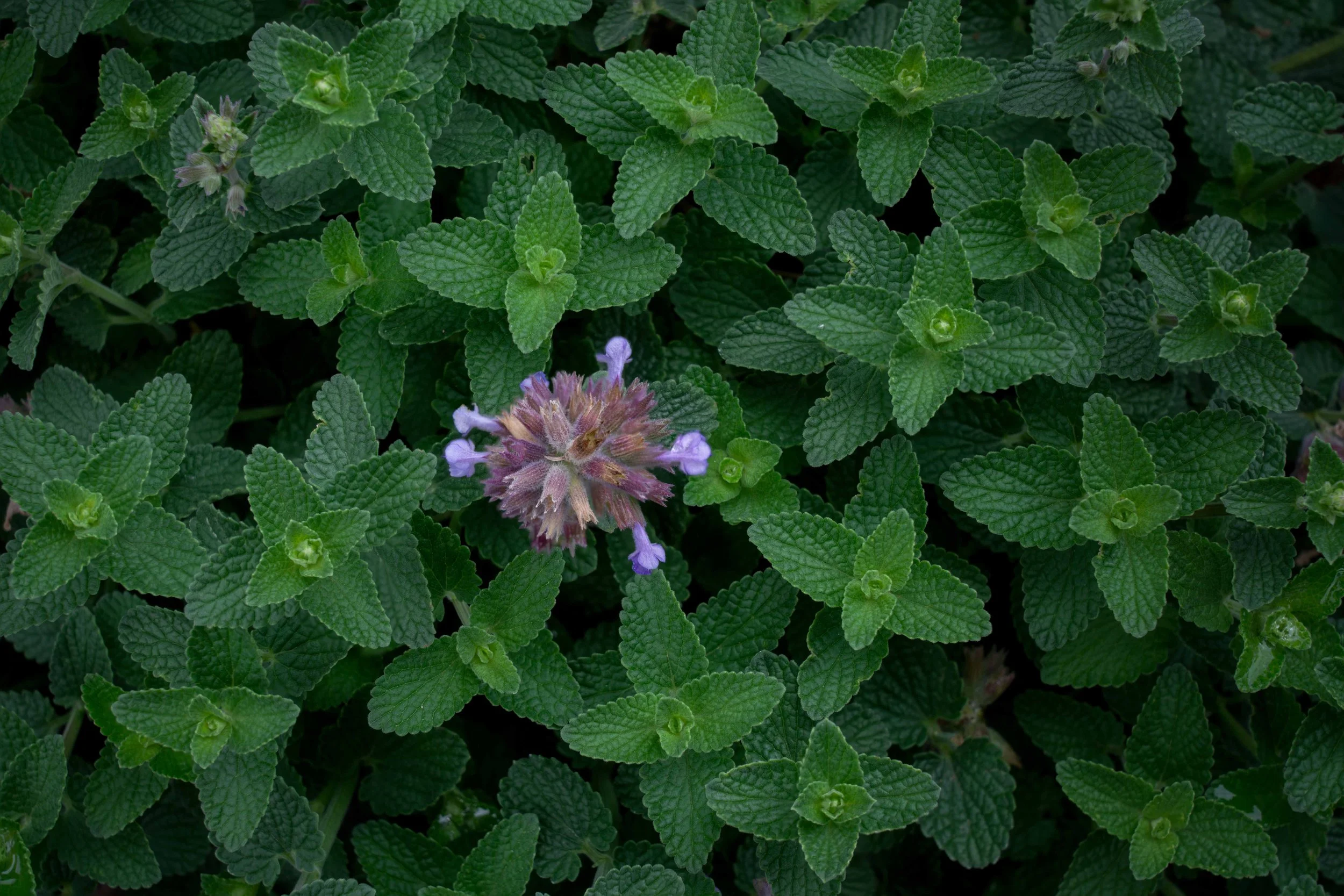 DSC09777-Edit.JPG