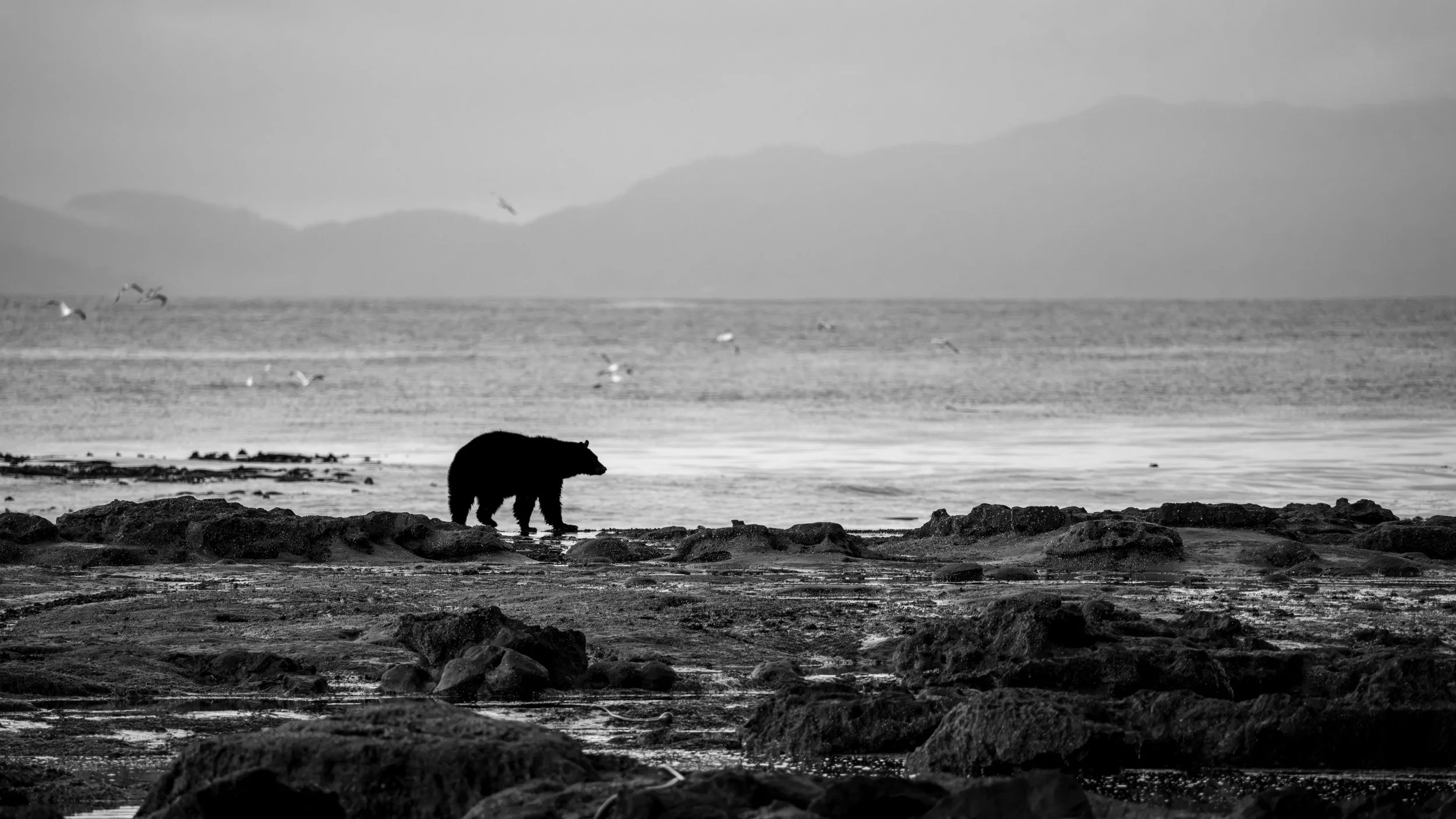 DSC06771-2.jpg
