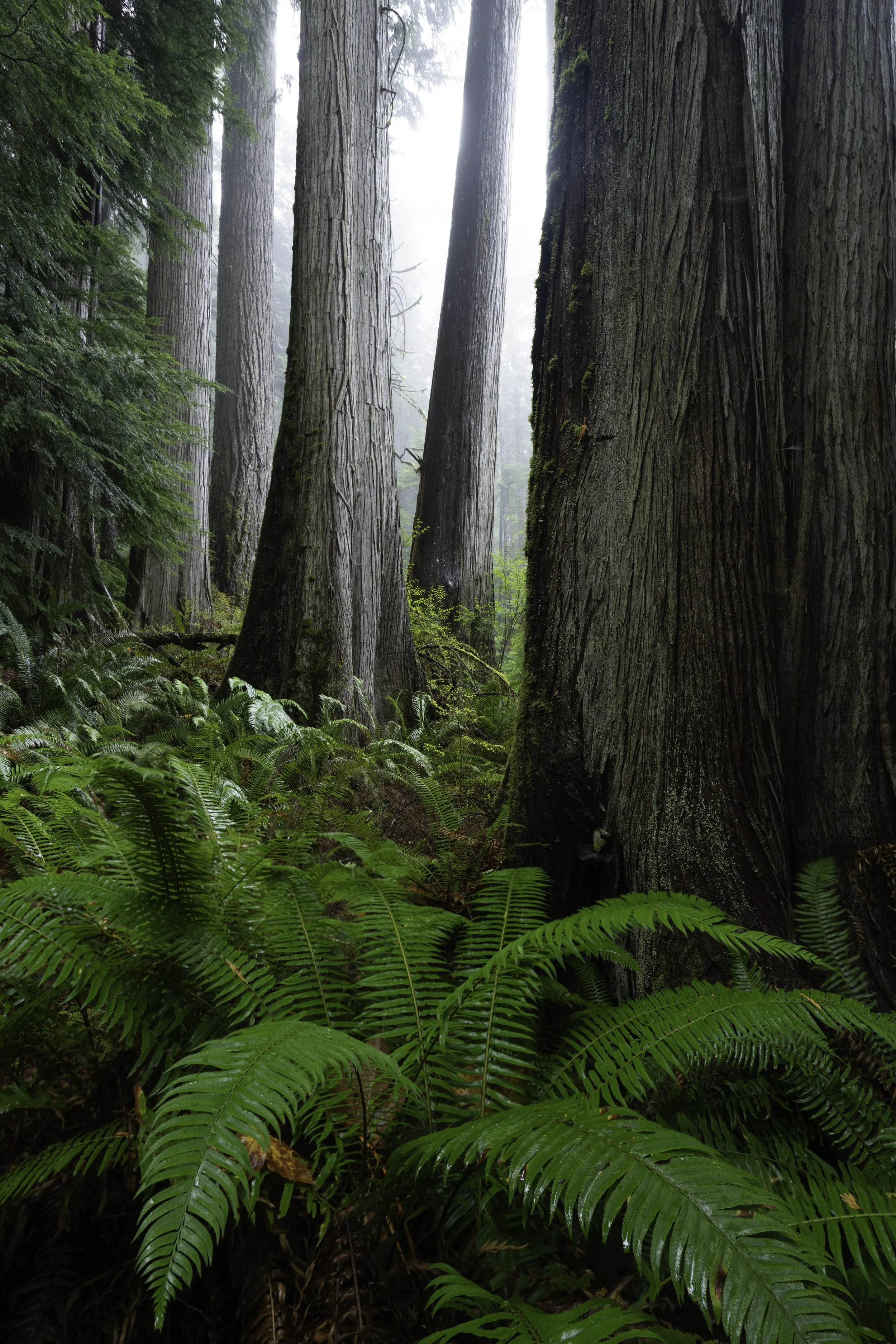 DSC06588-Edit.jpg