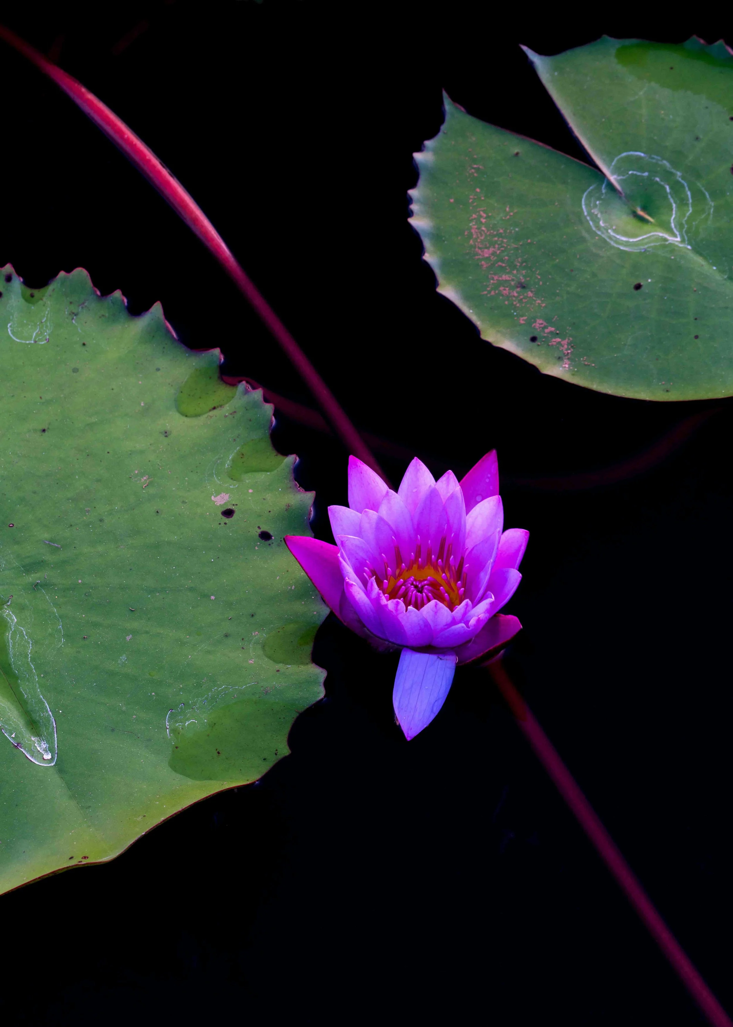 Wayanad Lily.JPG
