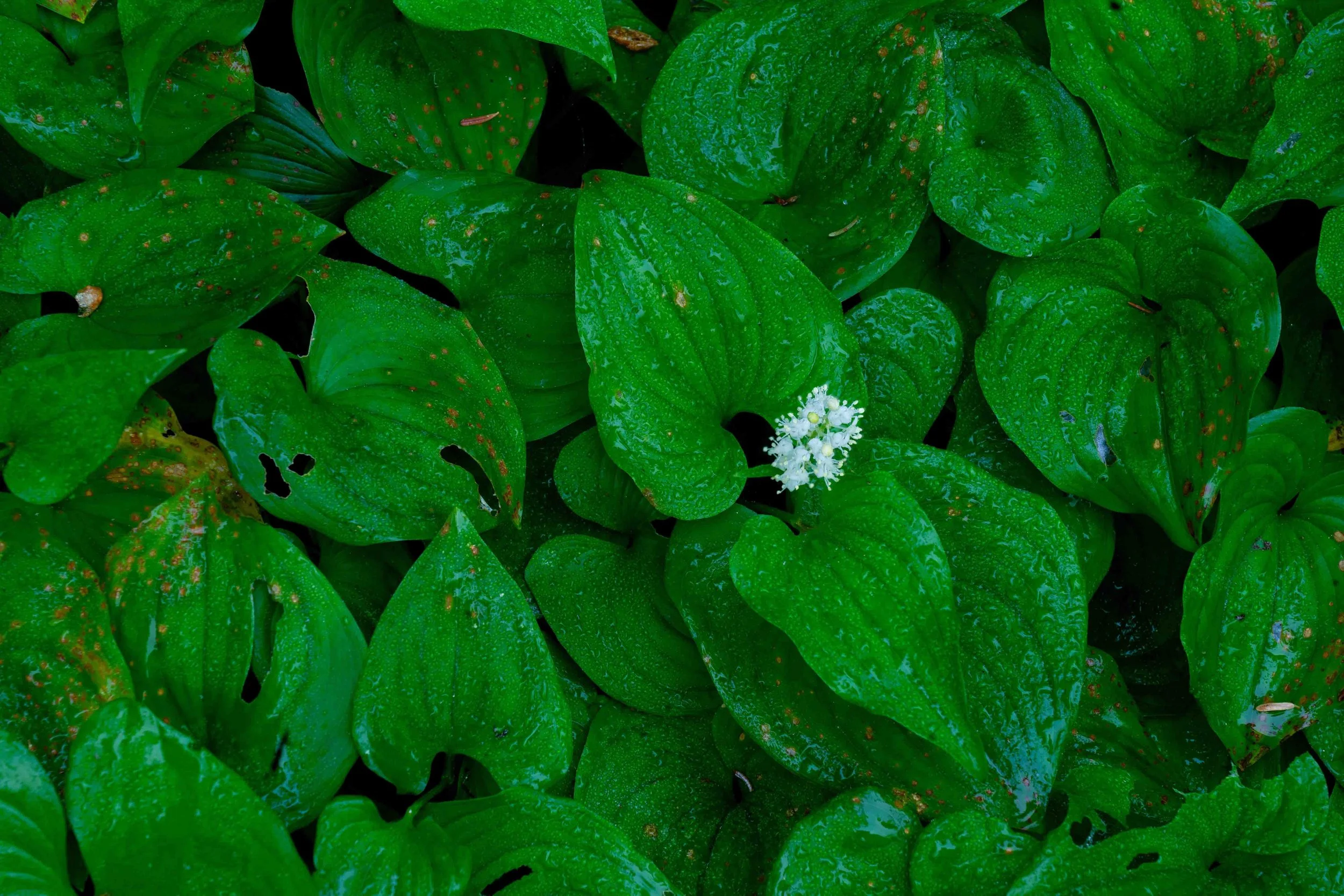 DSC09651-Edit-2.JPG