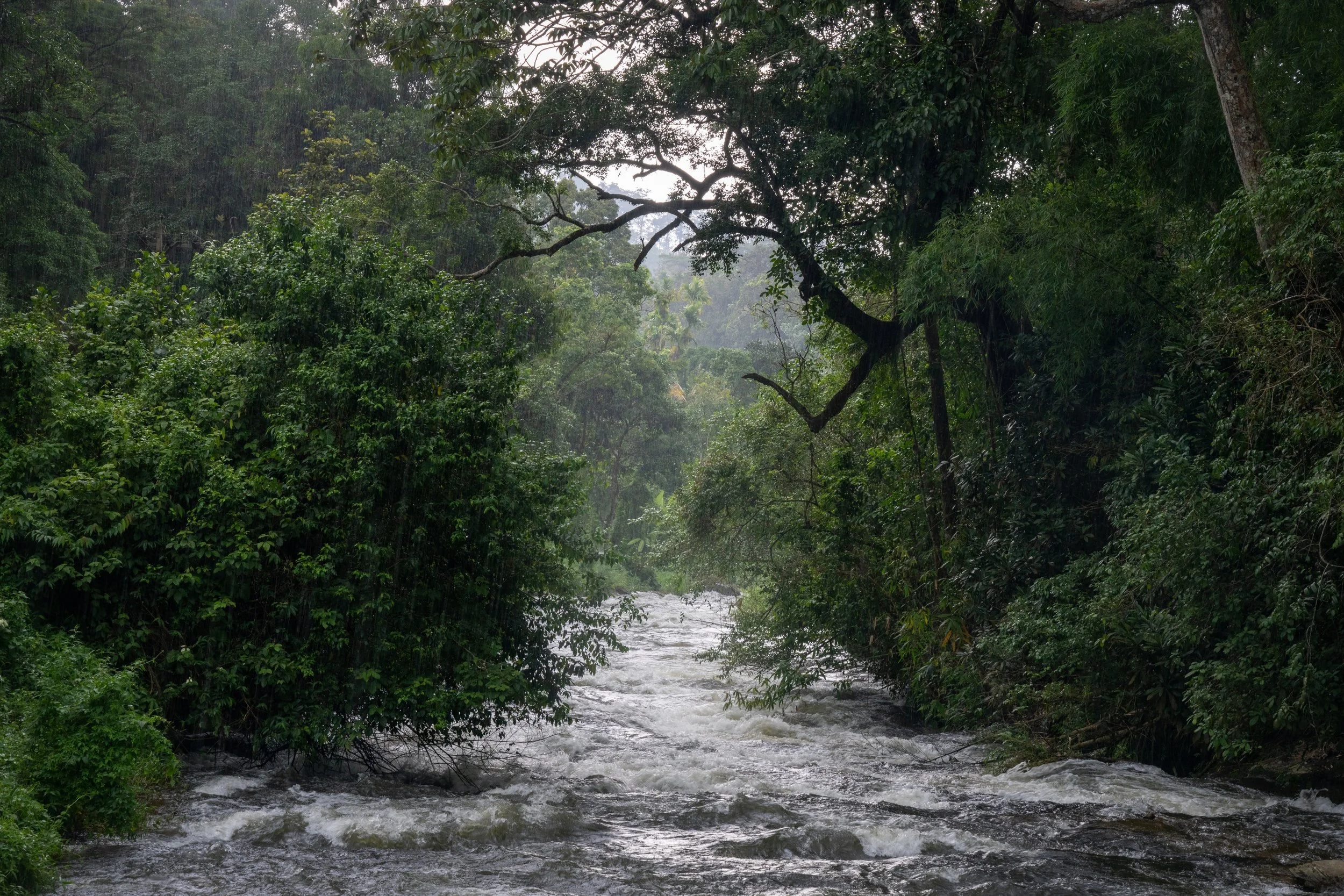 Rain Green.jpg
