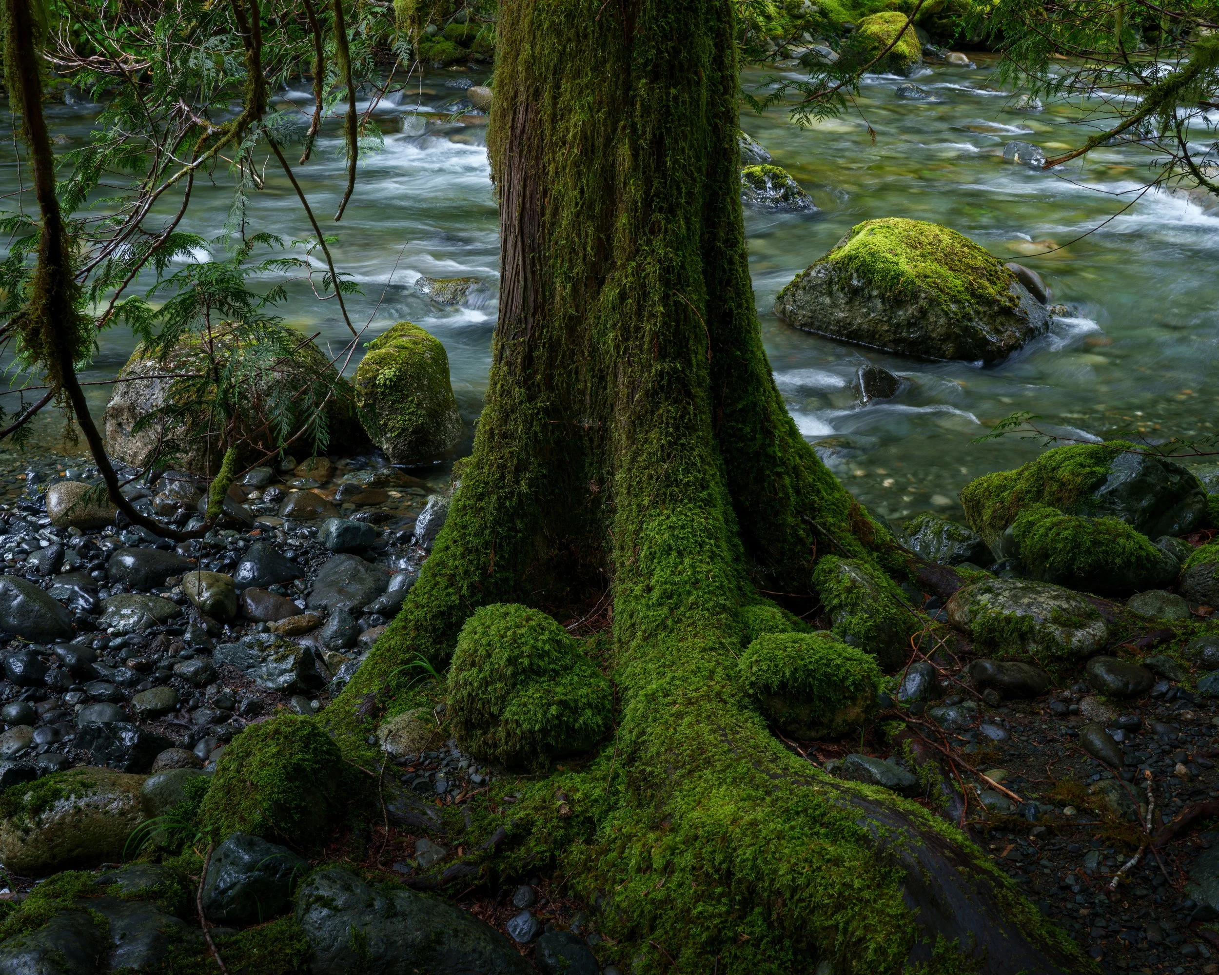 Forests
