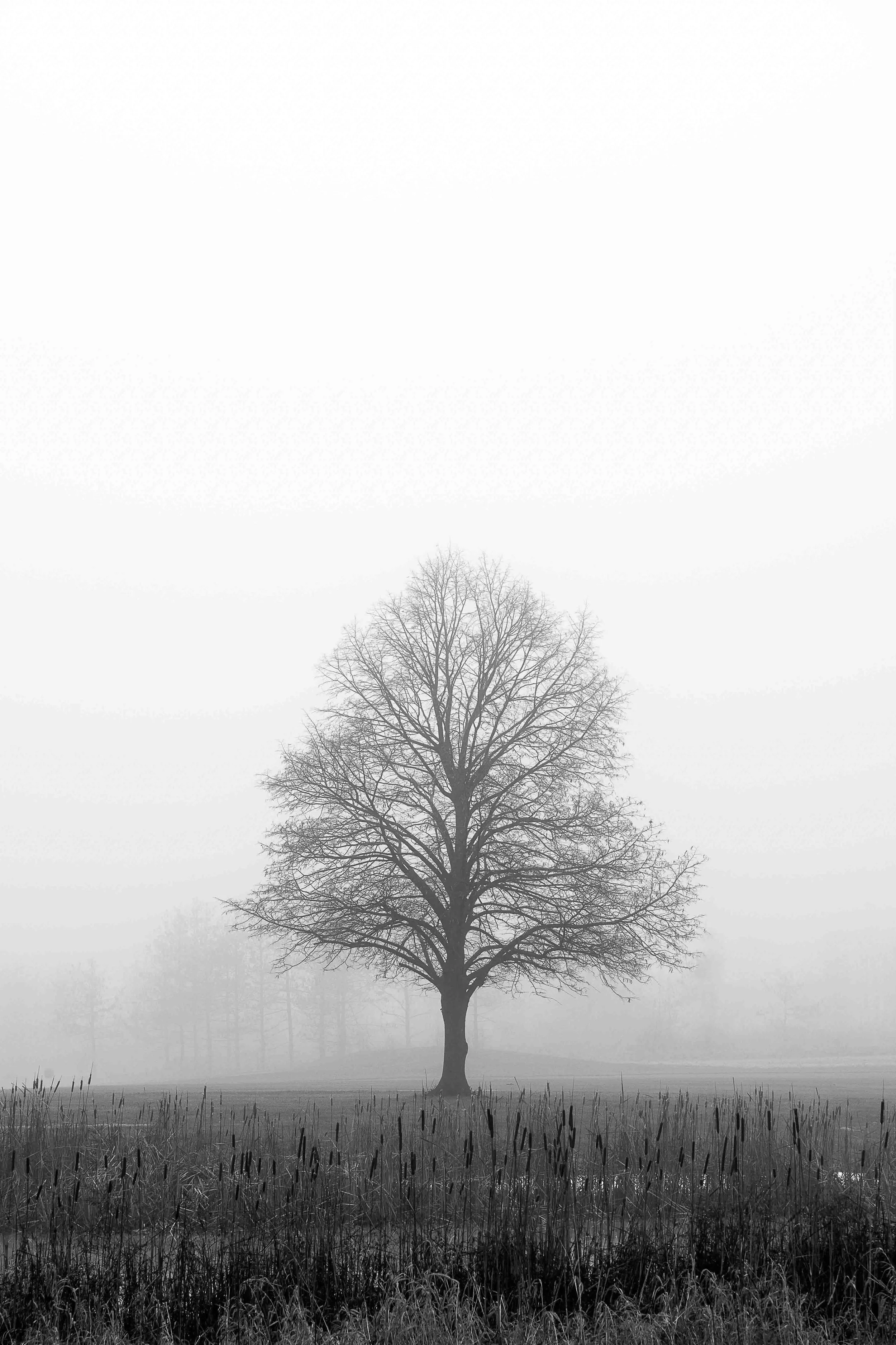Tree_BW_Final.JPG