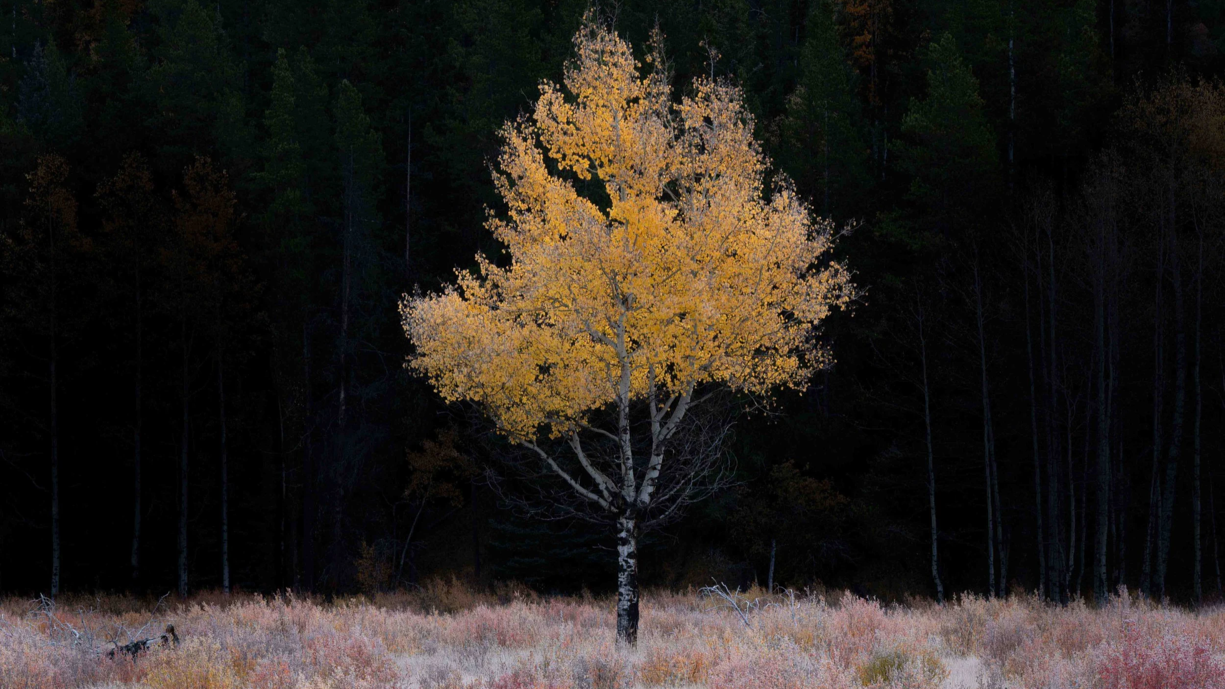 Autumn