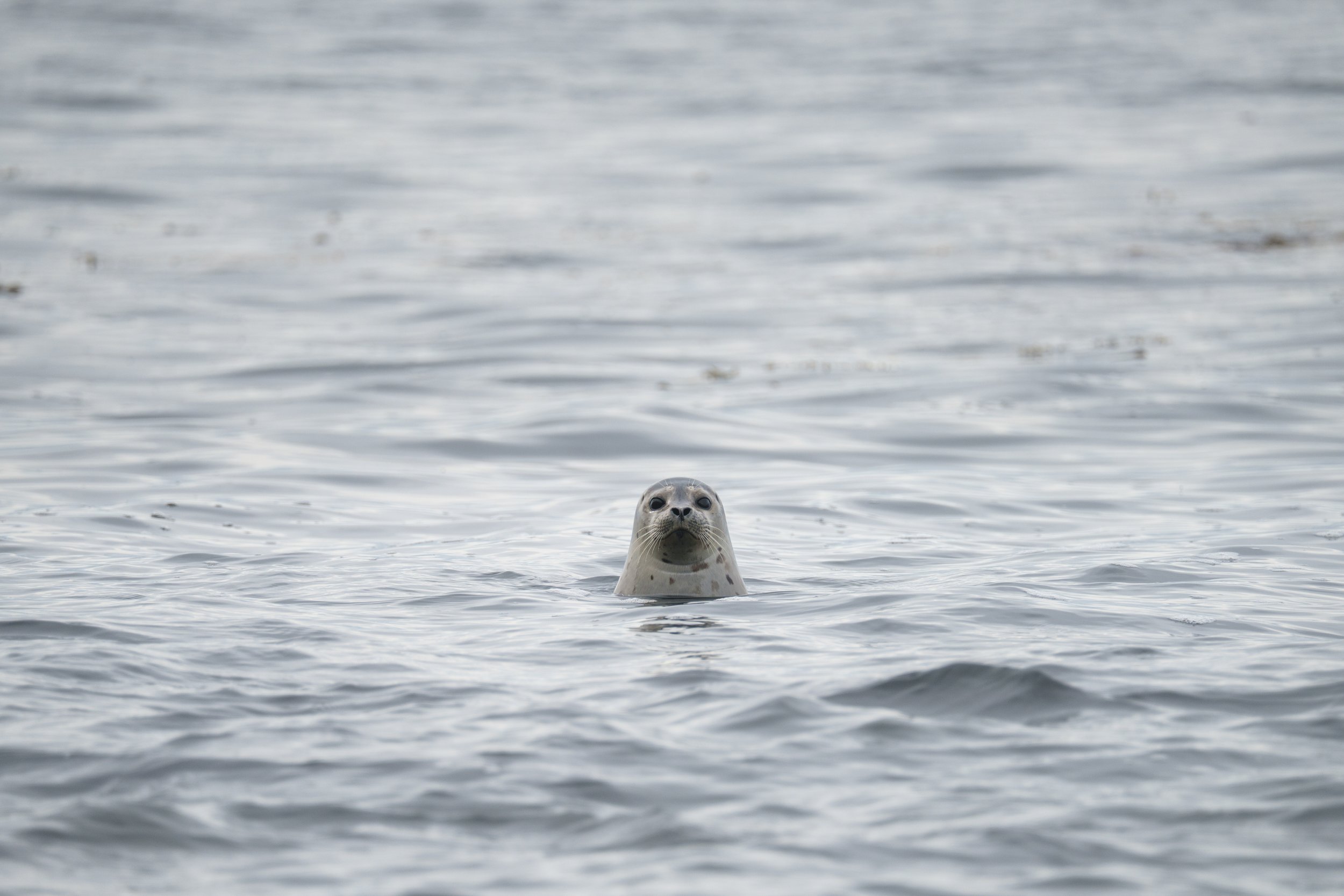 DSC03022.jpg