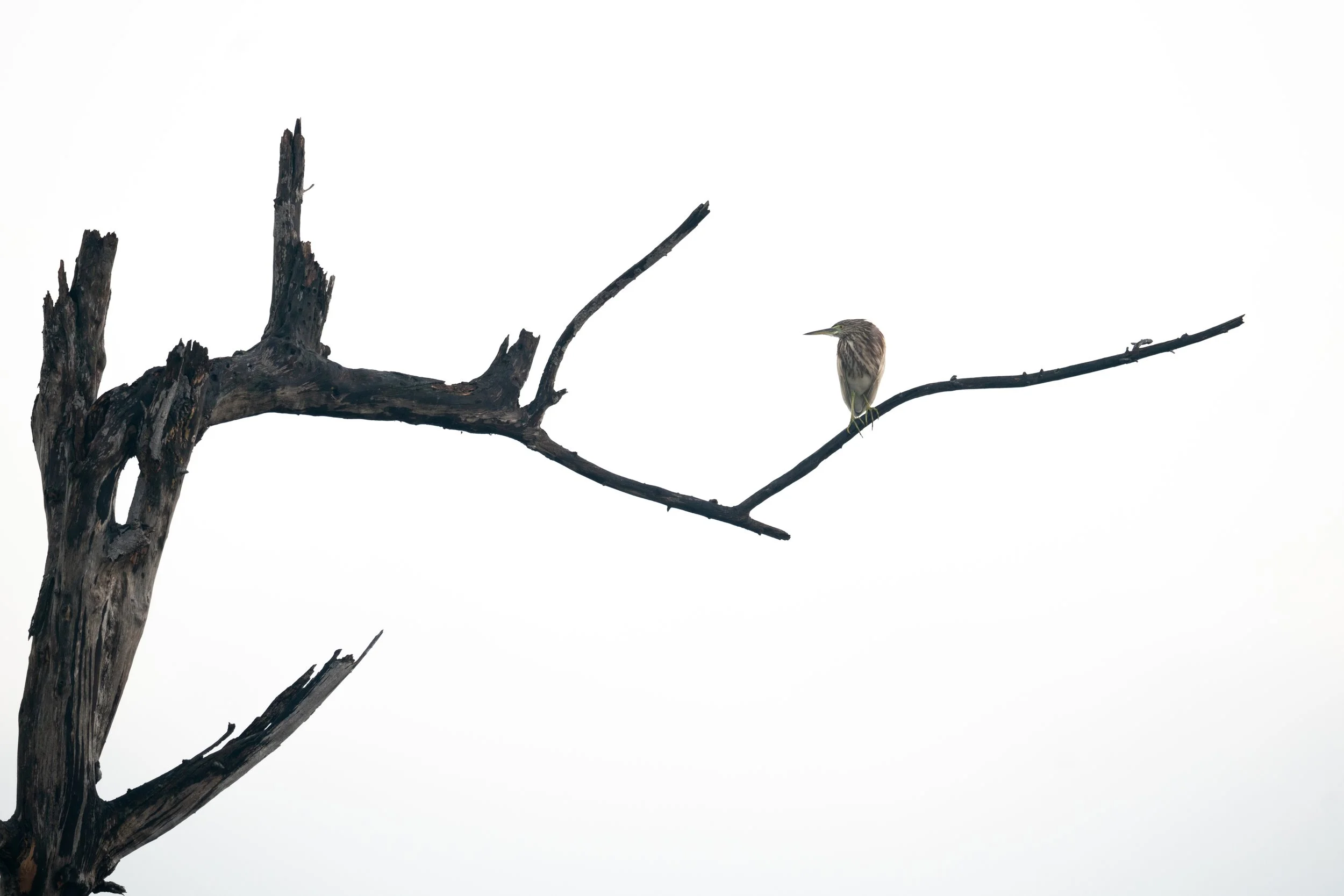 DSC01724-Edit.jpg