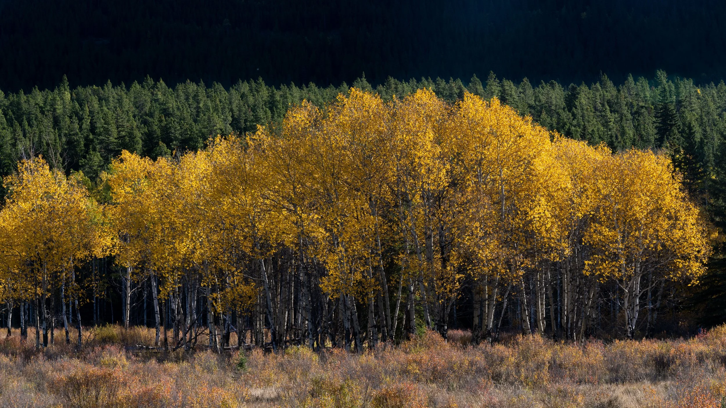 DSC02223-Edit.jpg