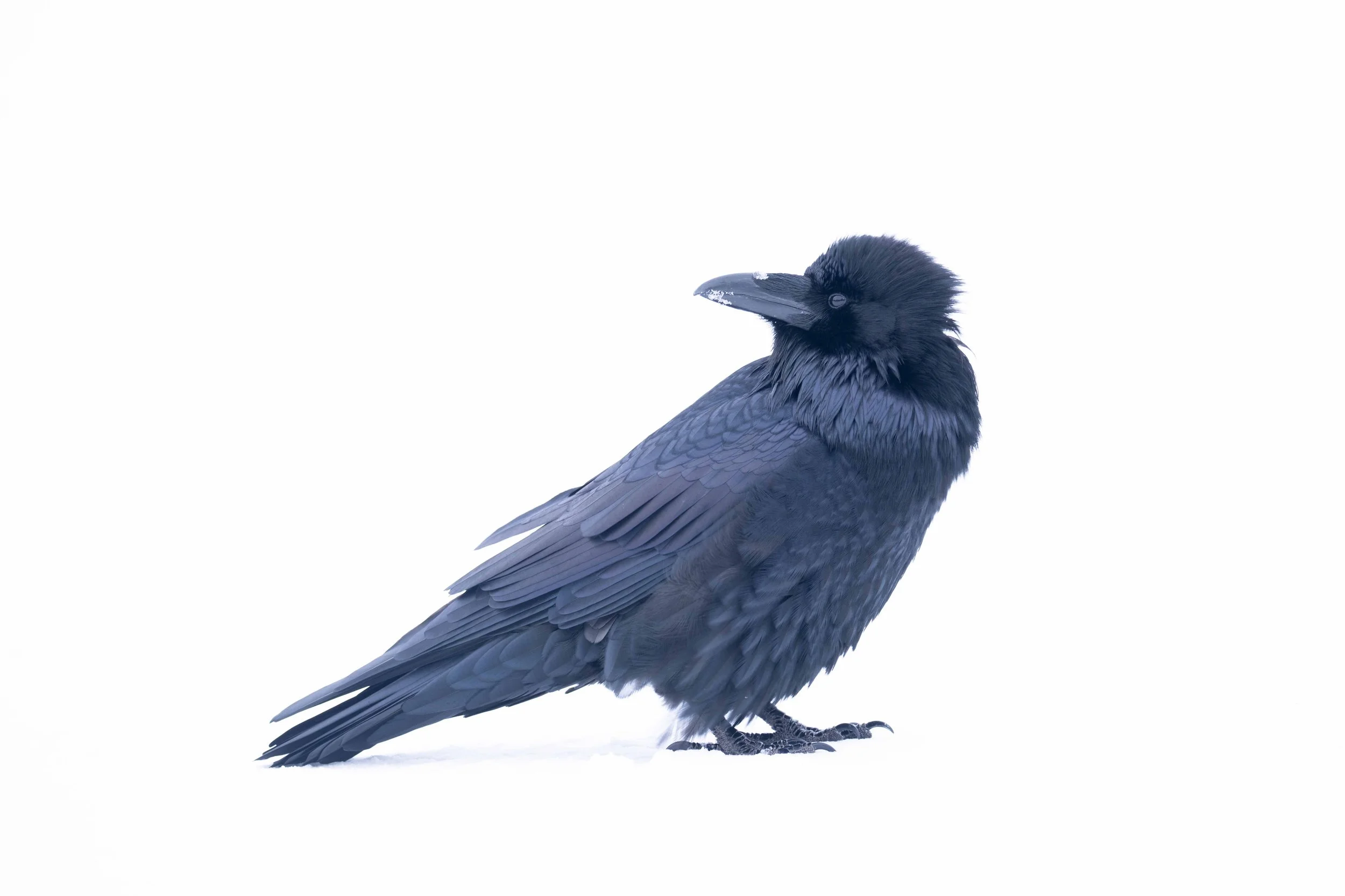 Purple Raven.jpg
