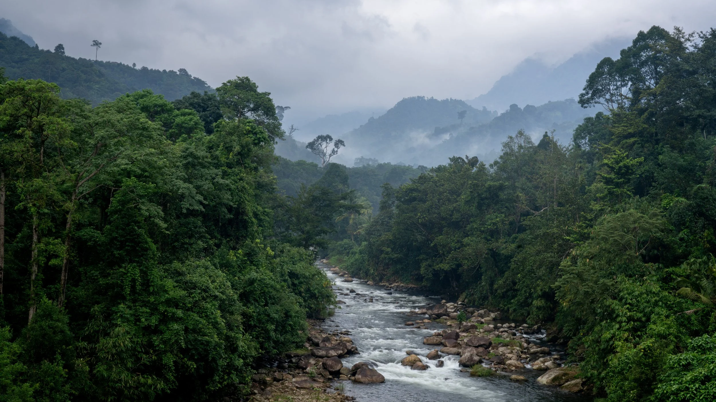 Monsoon Forest.jpg