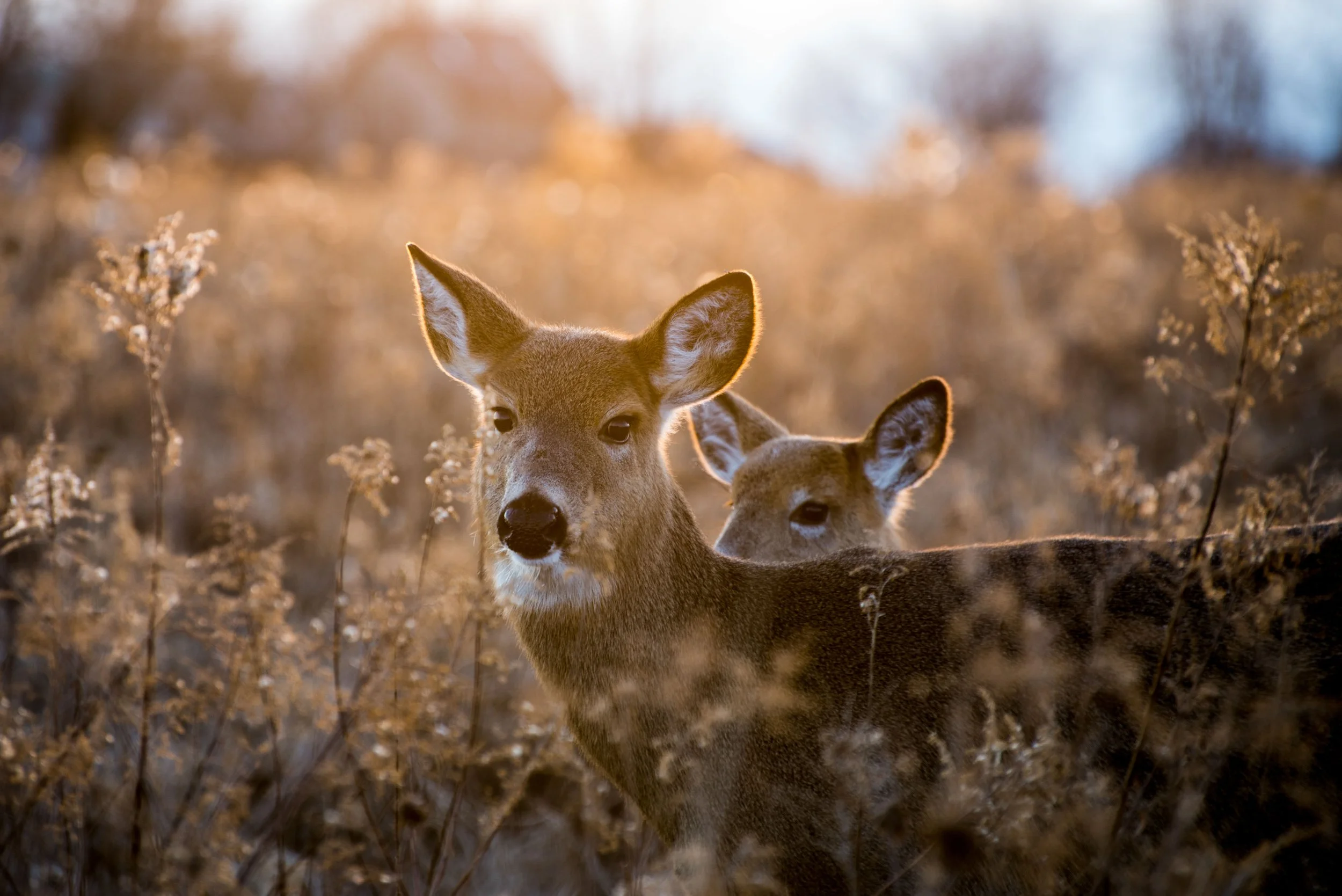 Deers at Sunrise.jpg