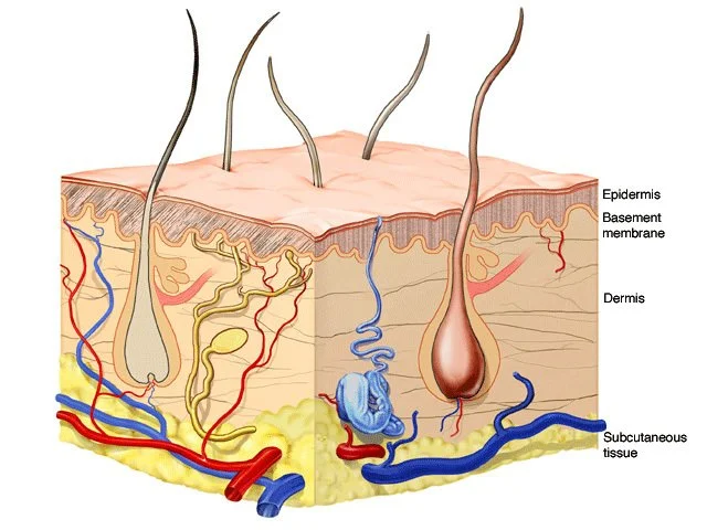 Diagram of skin layers showing hair follicles extending through the epidermis, basement membrane, dermis, and subcutaneous tissue.