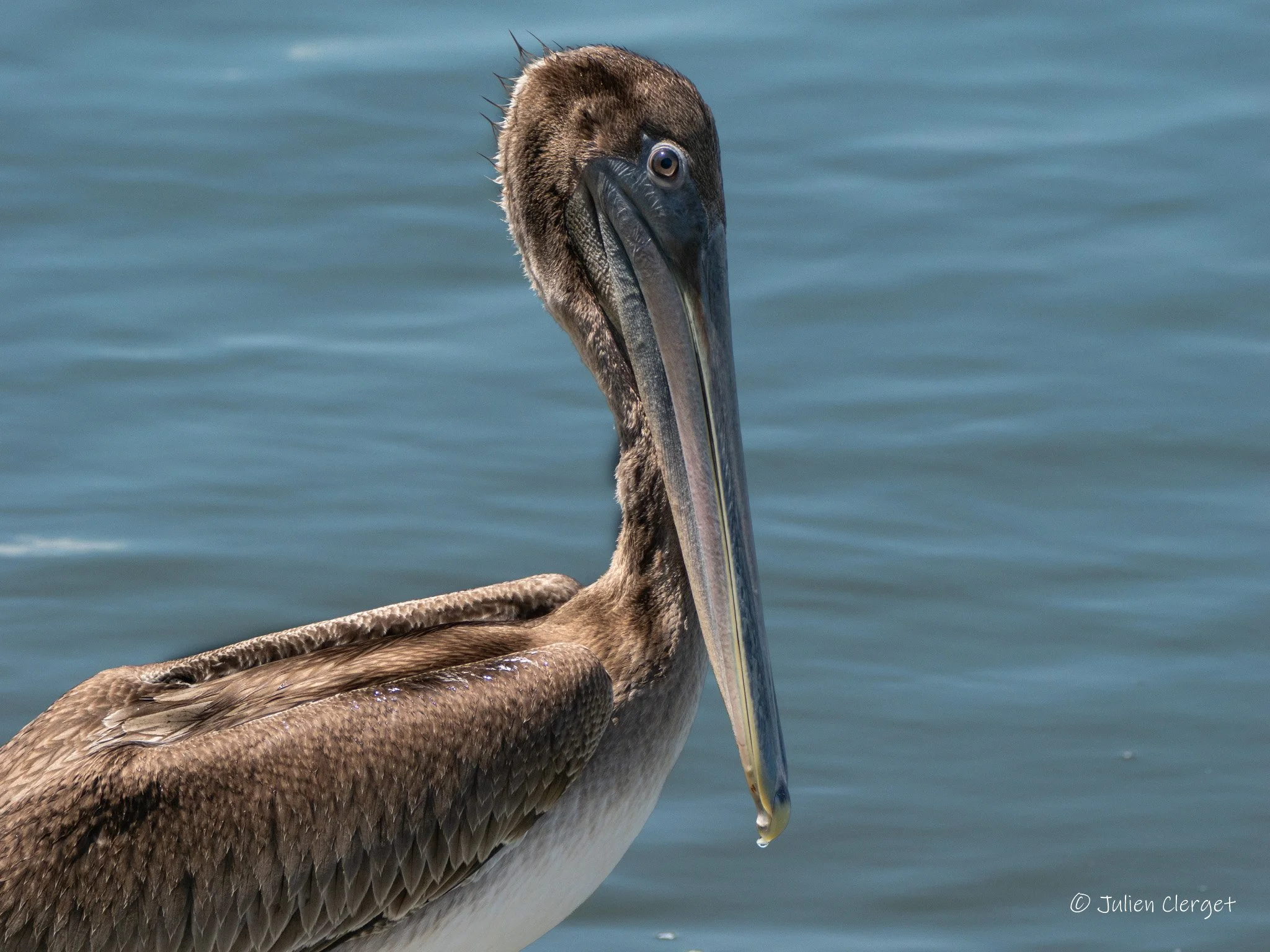Wildlife Photography (WORK IN PROGRESS)