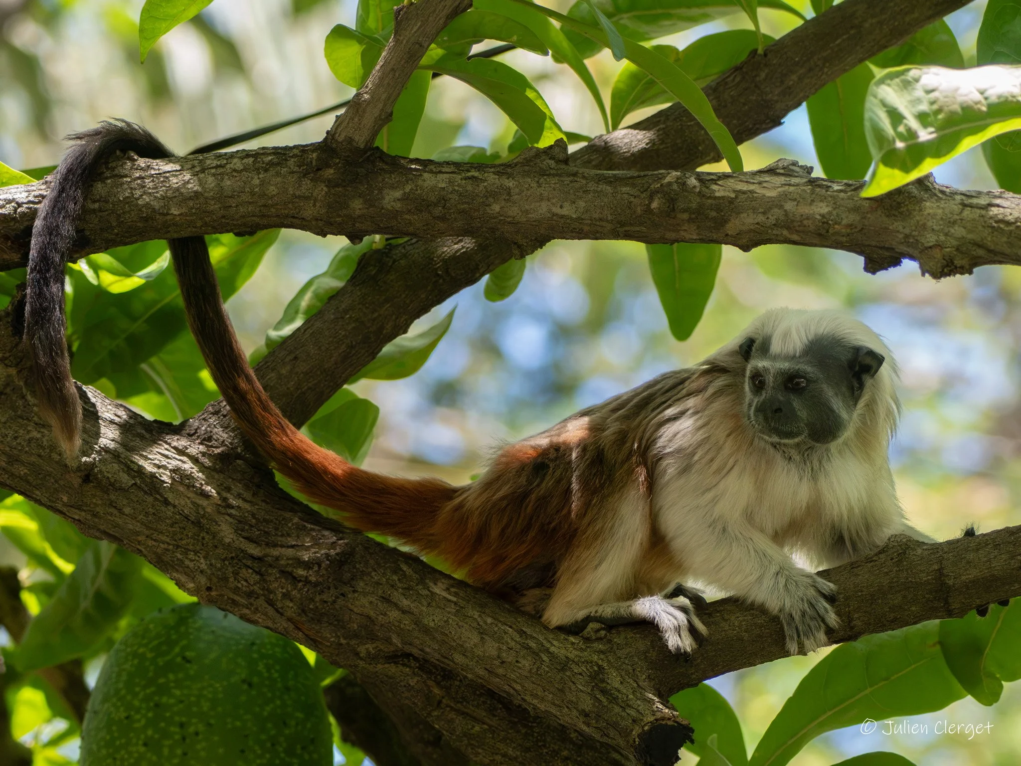 A capuchin monkey with a cream-colored face and dark eyes, sitting on a tree branch among green leaves and branches with sunlight filtering through.