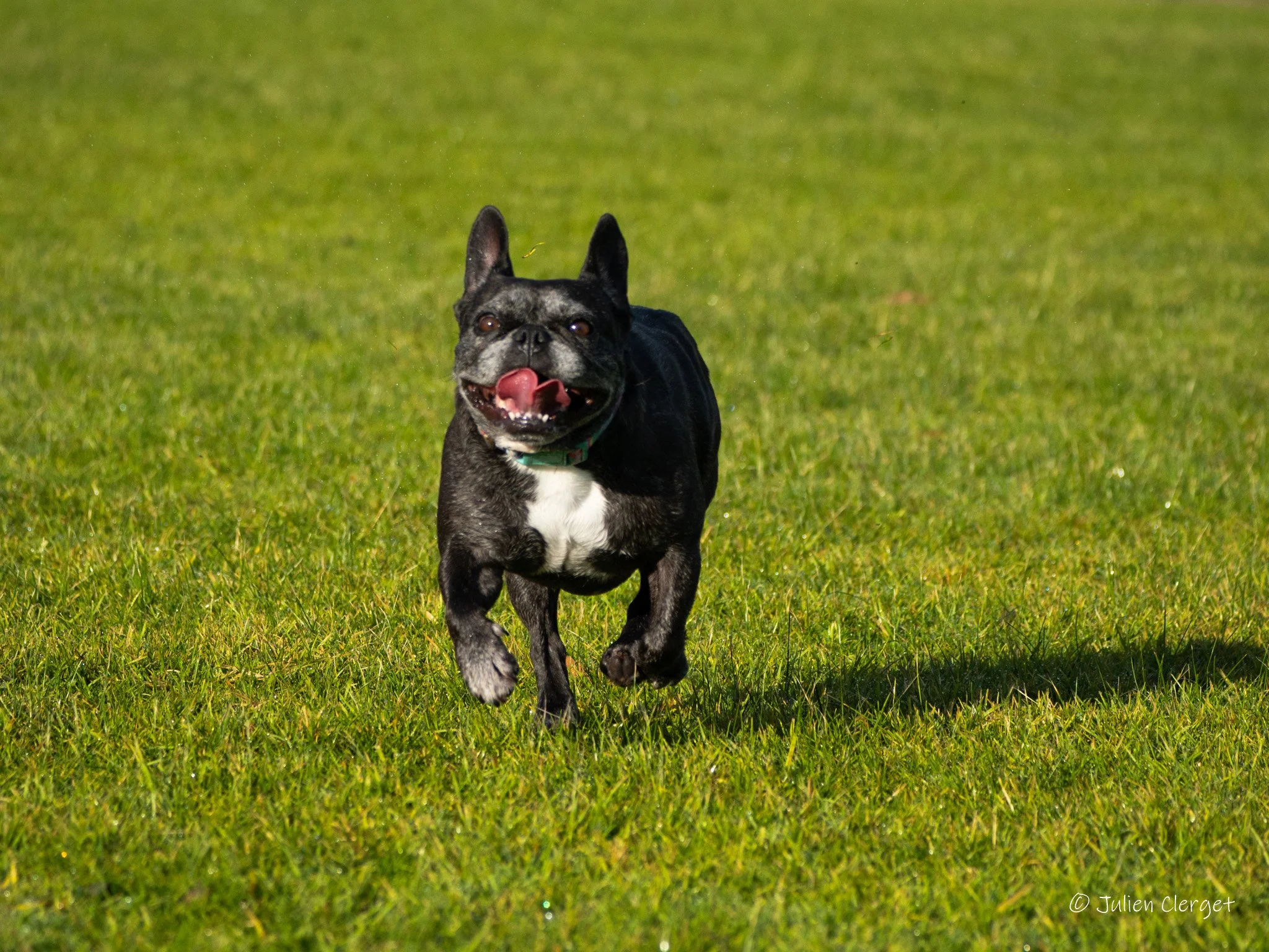 Dog Photography