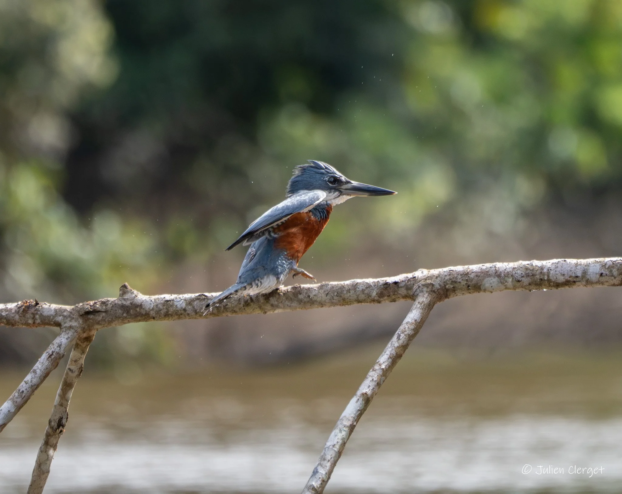A kingfisher bird perched on a branch above water with a blurred green background.