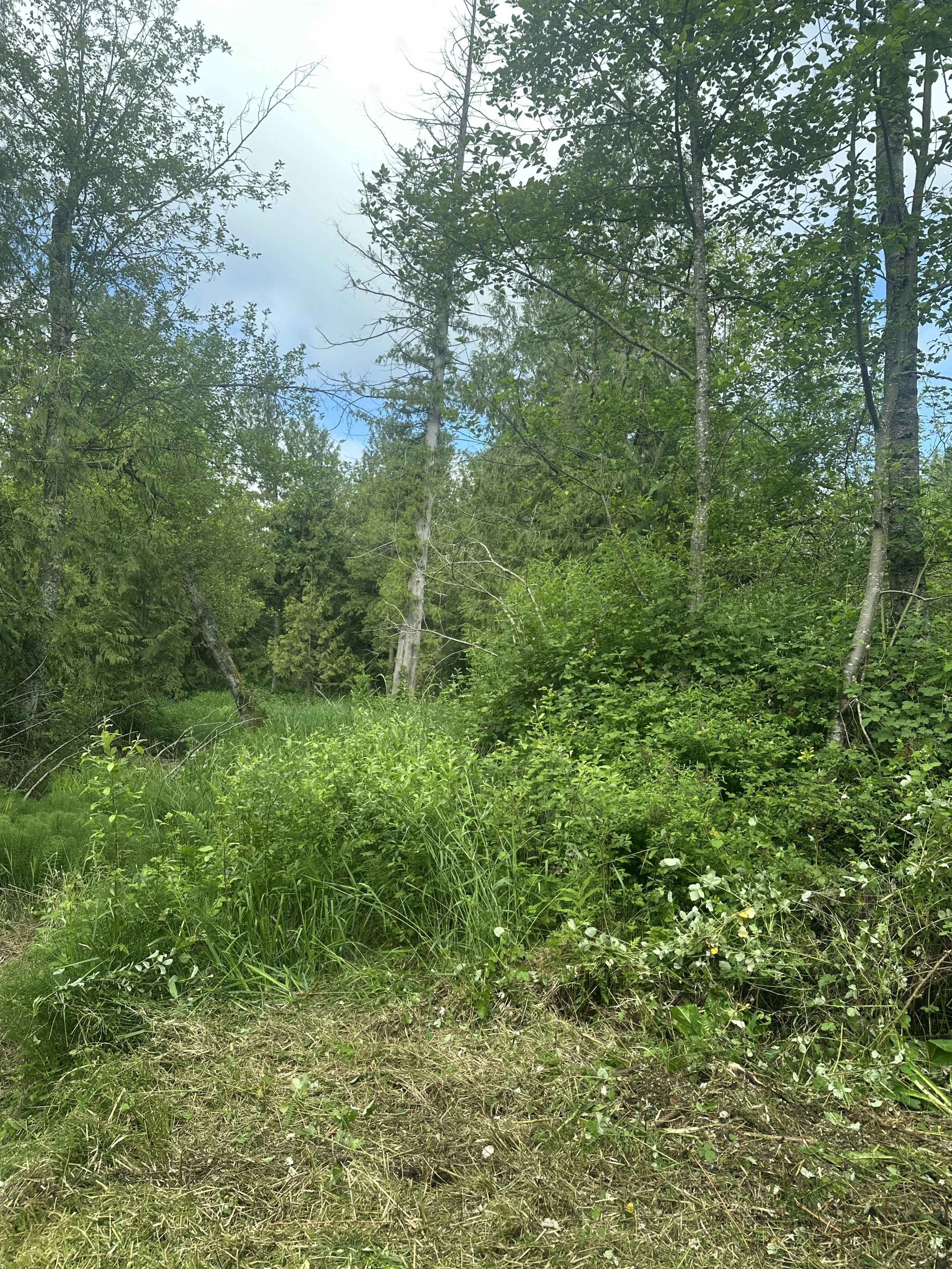 A dense forest with a variety of green trees and shrubs under a partly cloudy sky.