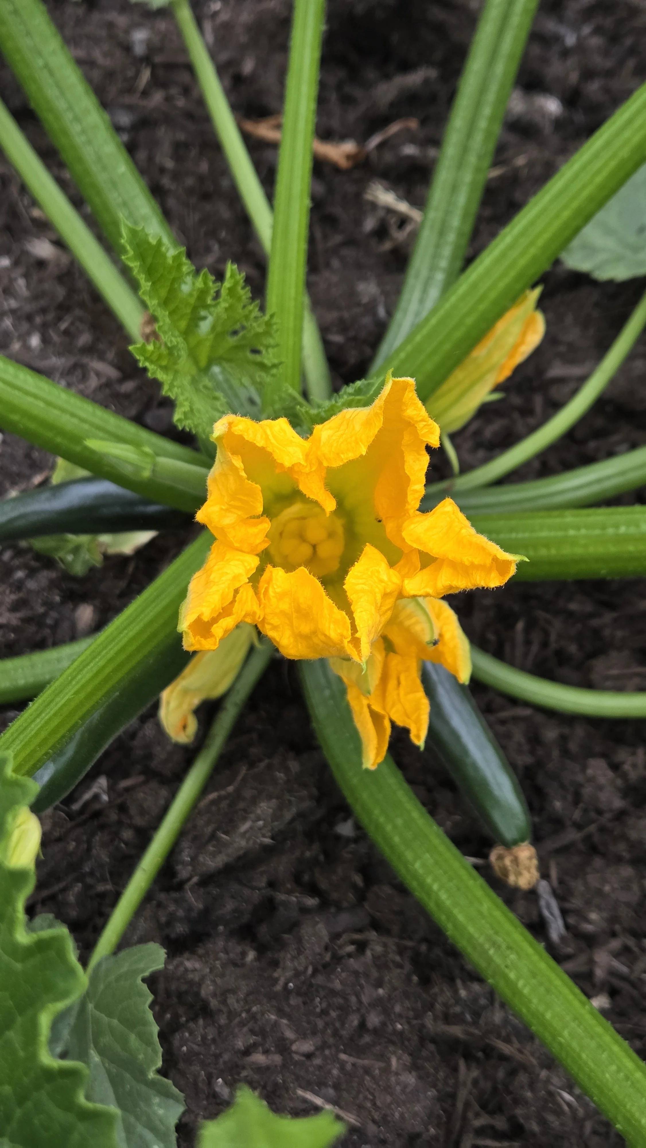 Send Zucchini Recipes - STAT