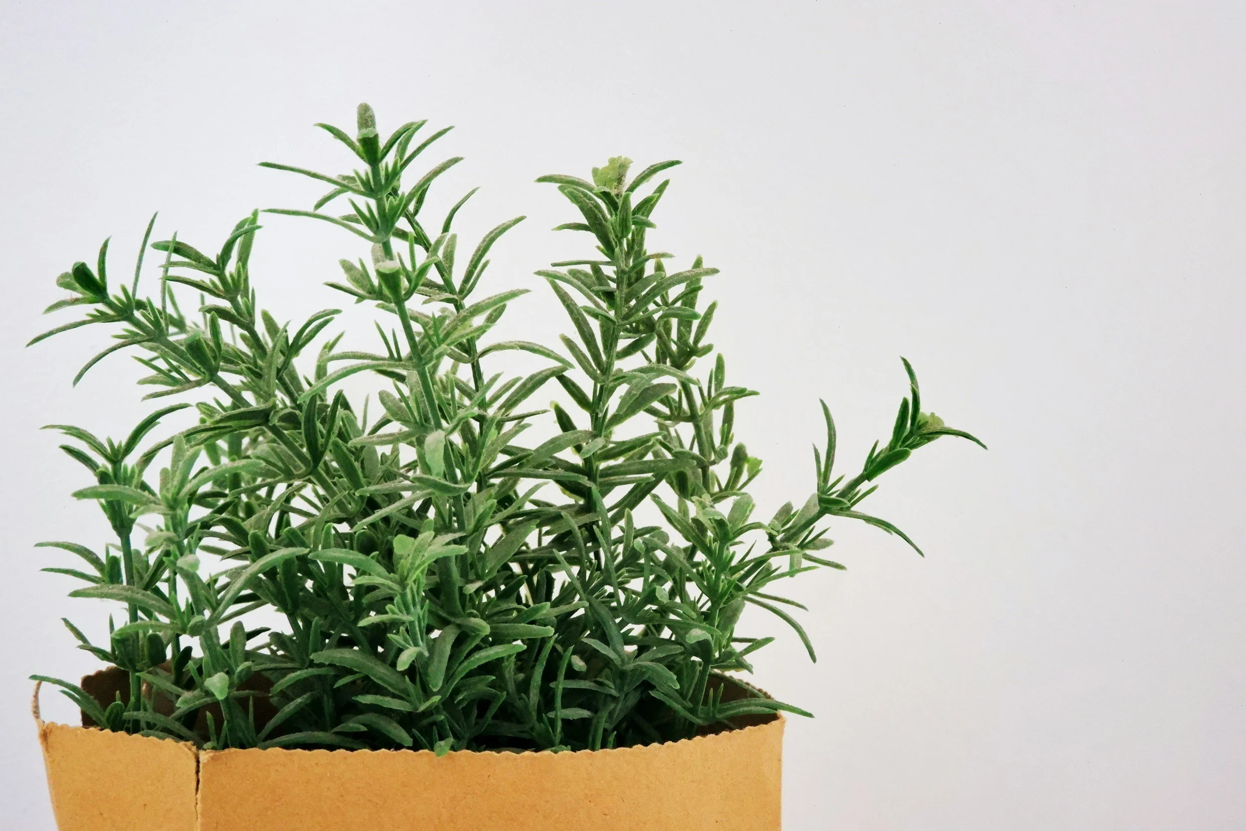 Rosemary shrub