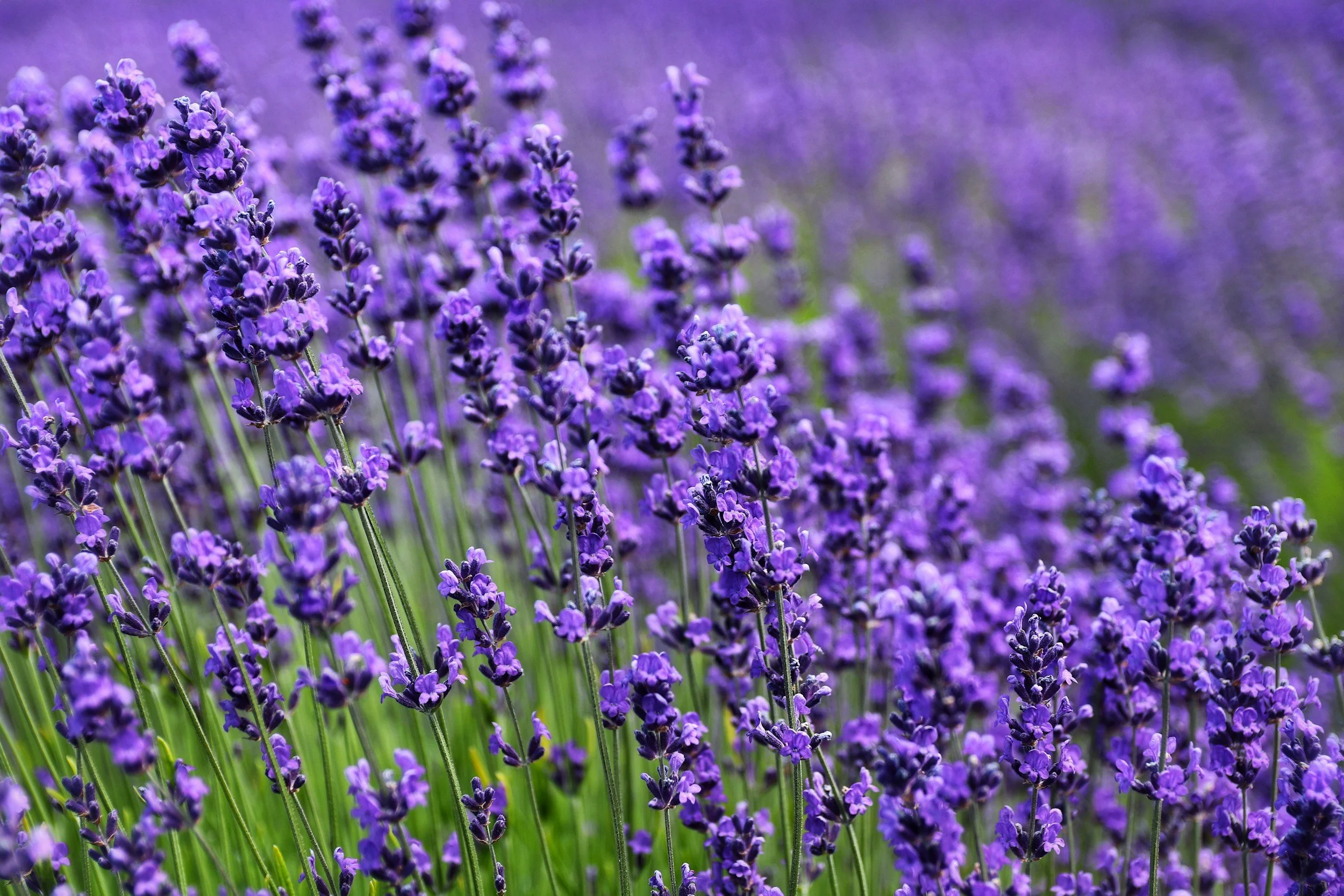 Lavender plant