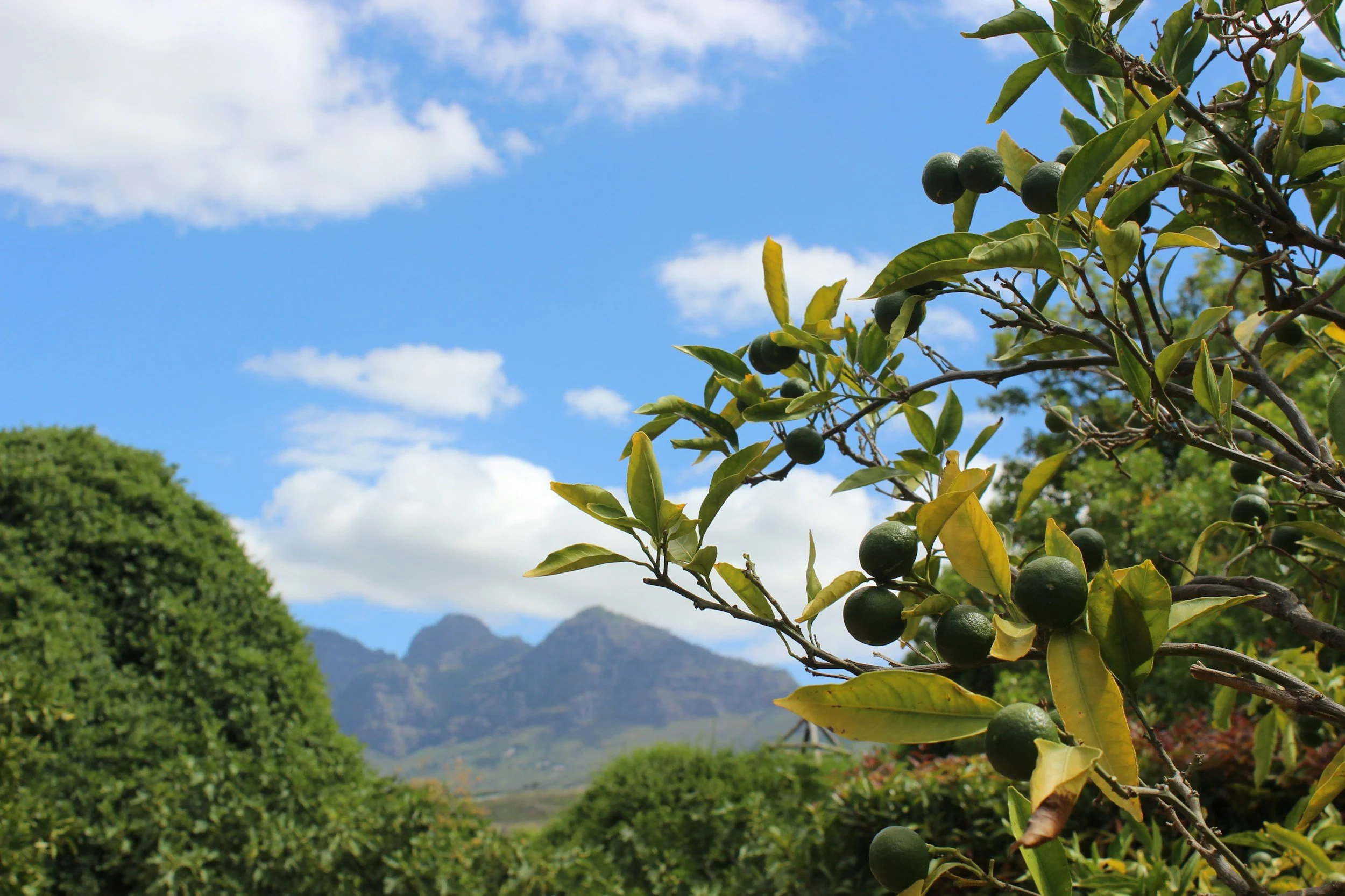 Limes on a branch