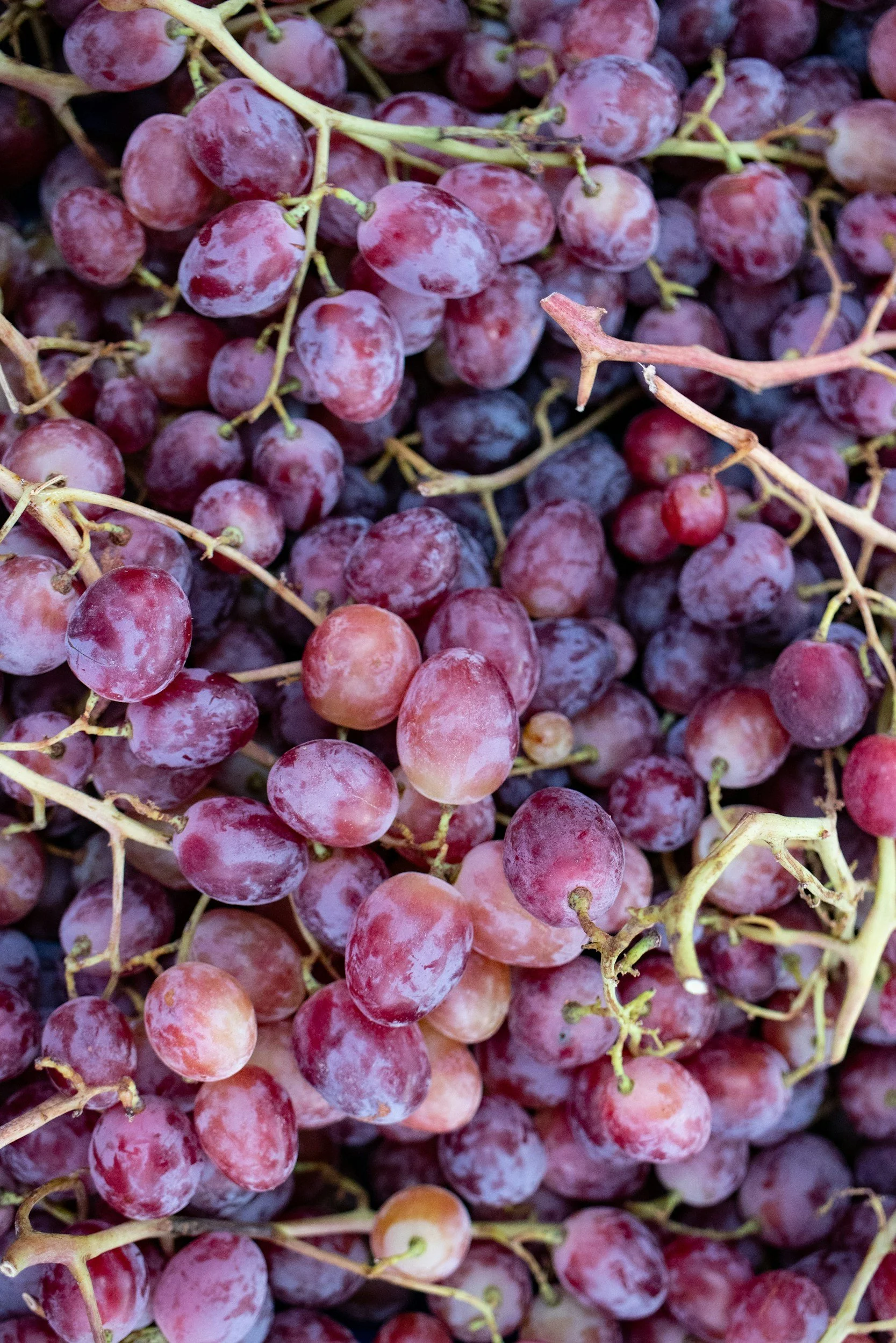 Grape plant