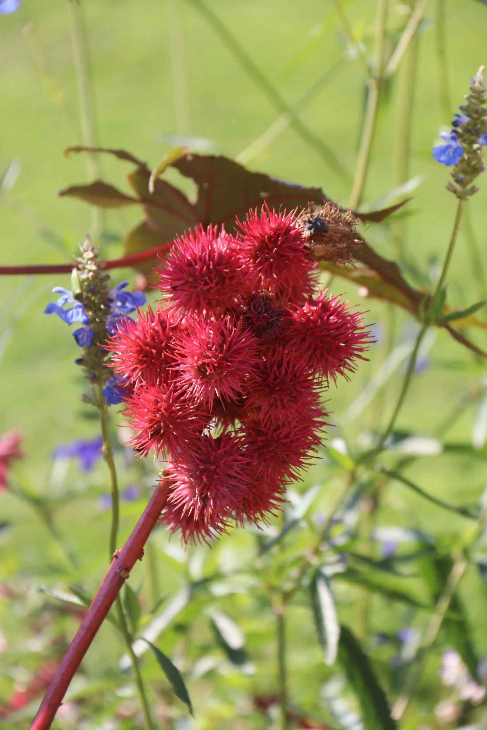 Castor plant