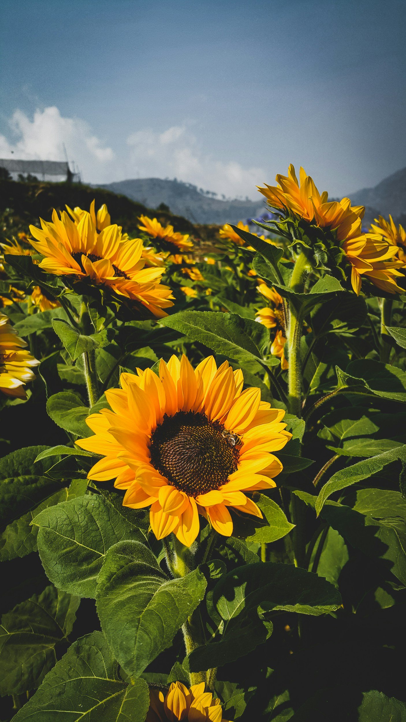 Field of Sunflowers