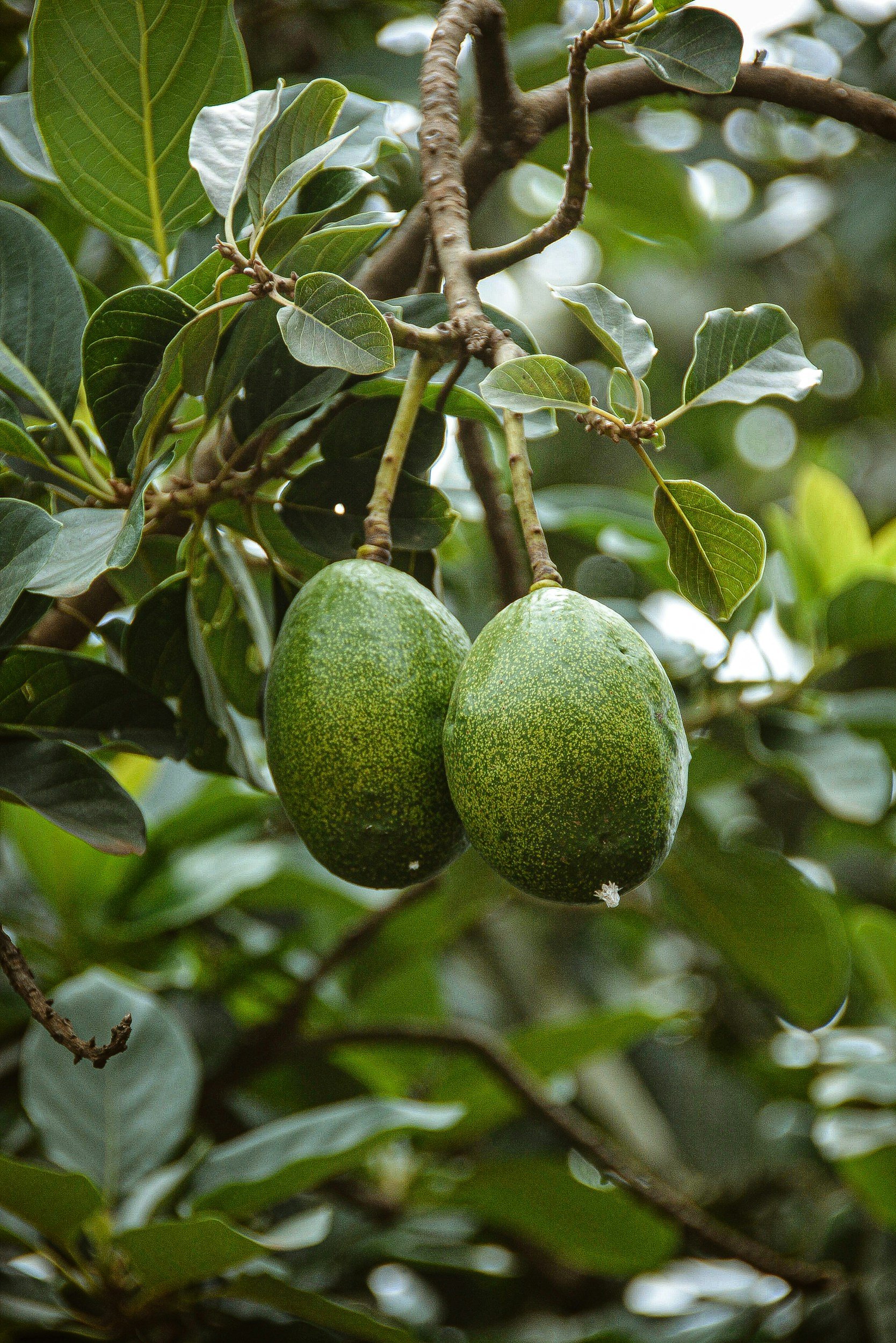 avocados on a branch