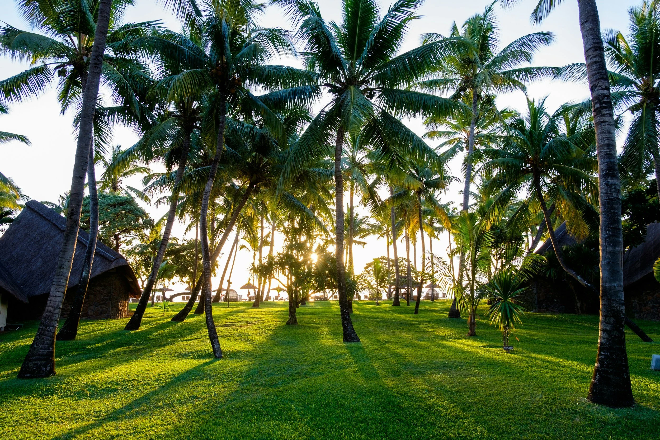coconut grove