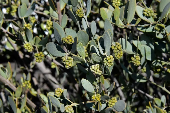 Jojoba Shrub