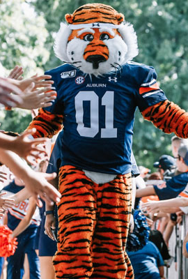 A person dressed in a tiger mascot costume wearing a blue jersey with the number 01, high-fiving fans at an outdoor event.