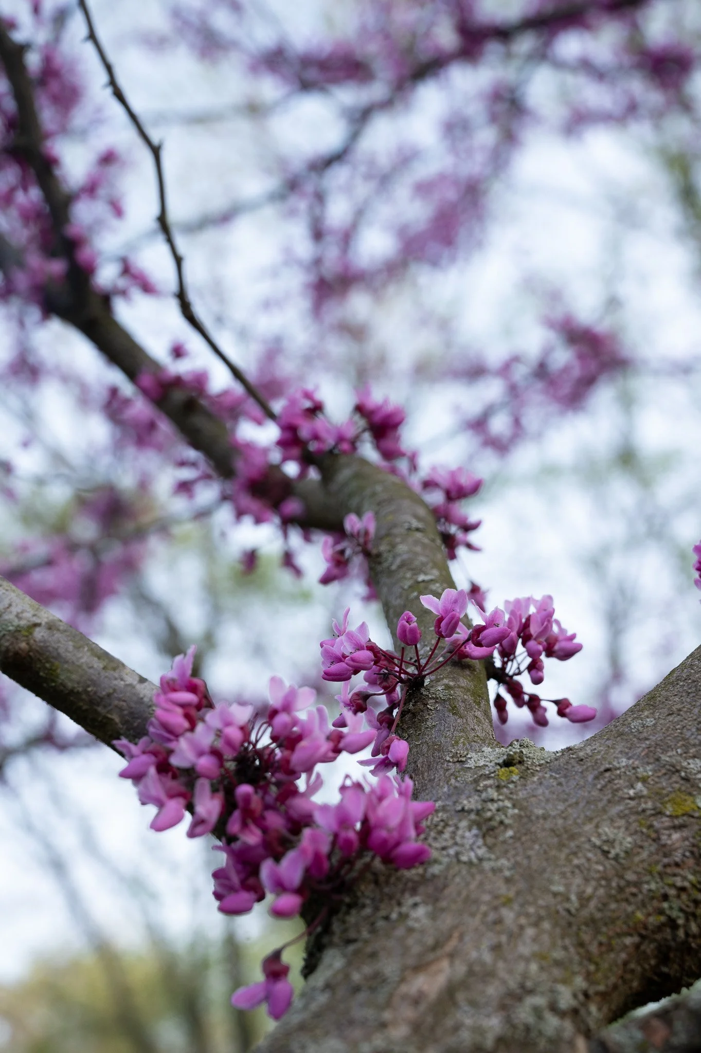 DSC_6795.jpg