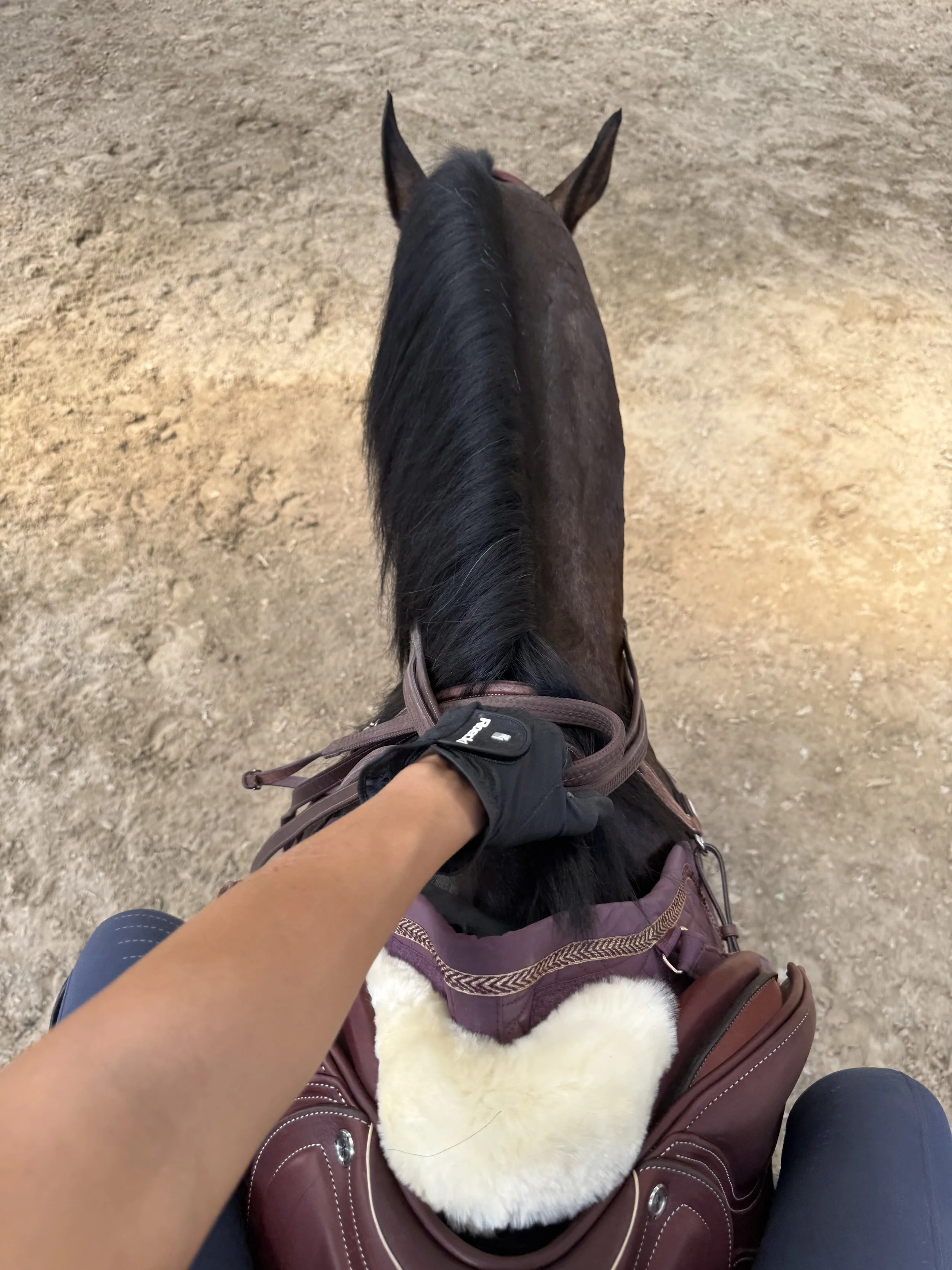 Top view of a person riding a black horse, with a hand holding the reins, and a white fluffy saddle pad on the horse.