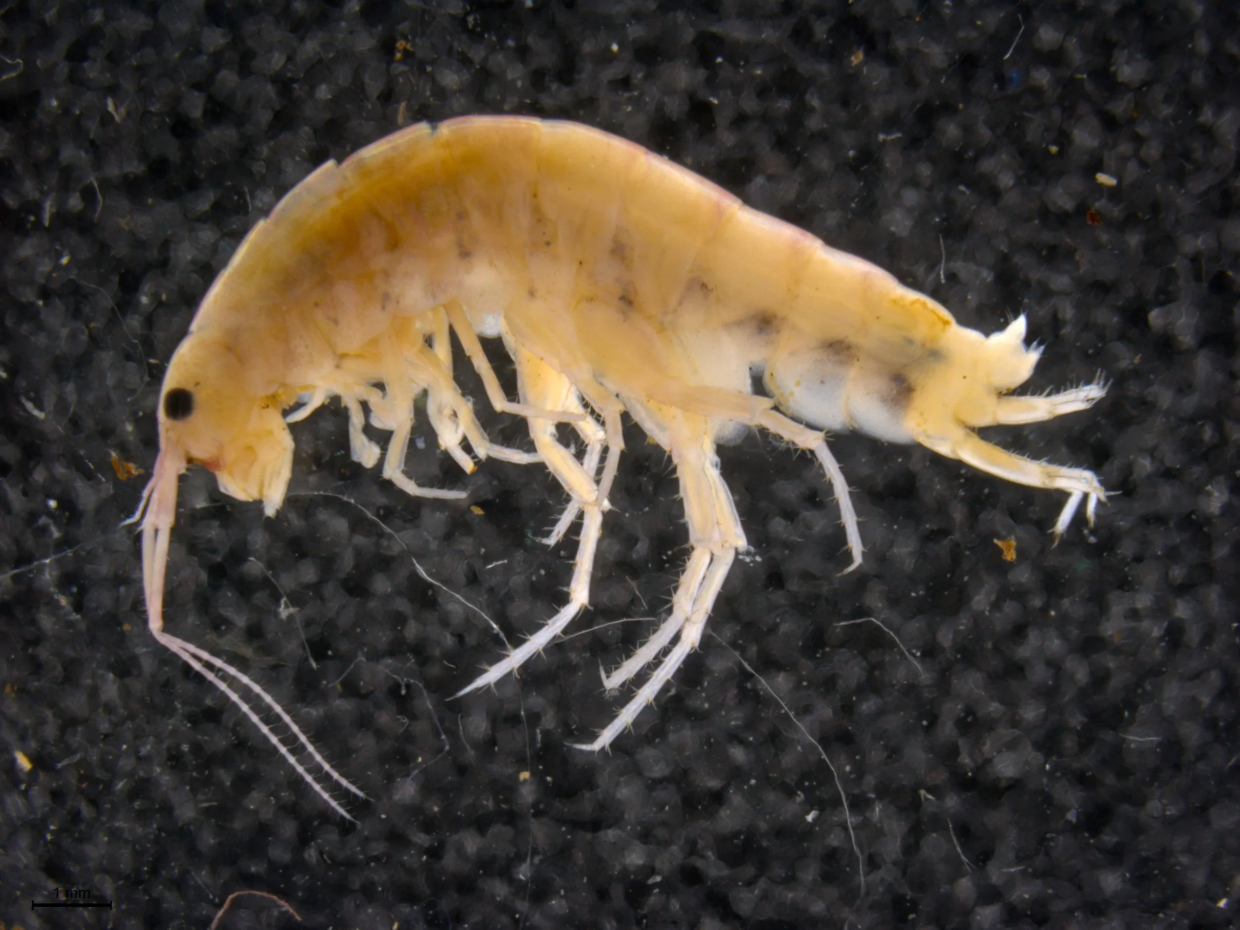 Close-up image of a pale crustacean with multiple thin, spindly legs and antennae, resting on a black granular surface.