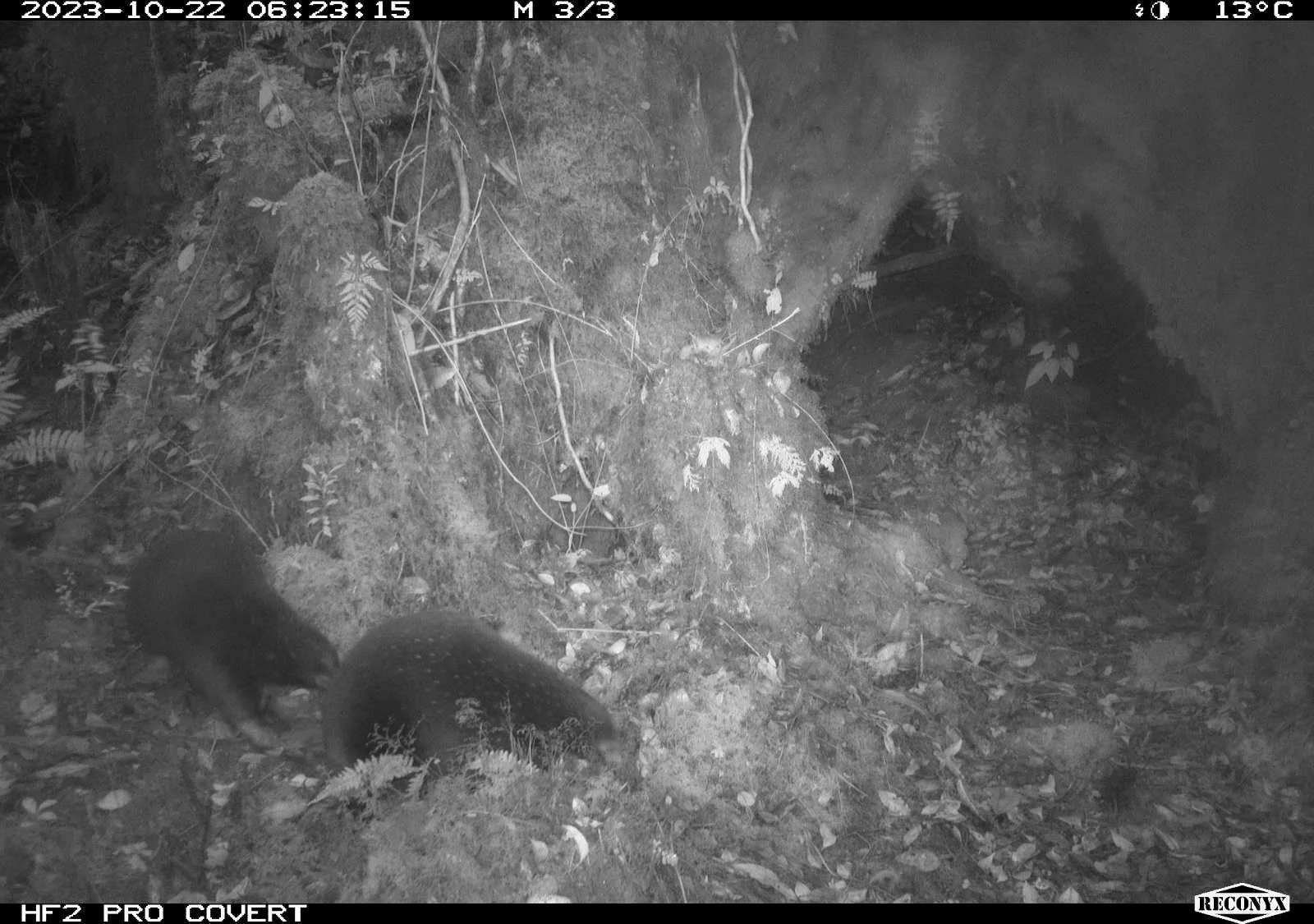Two wild boars foraging on forest floor near a burrow entrance, nighttime scene in a forest.