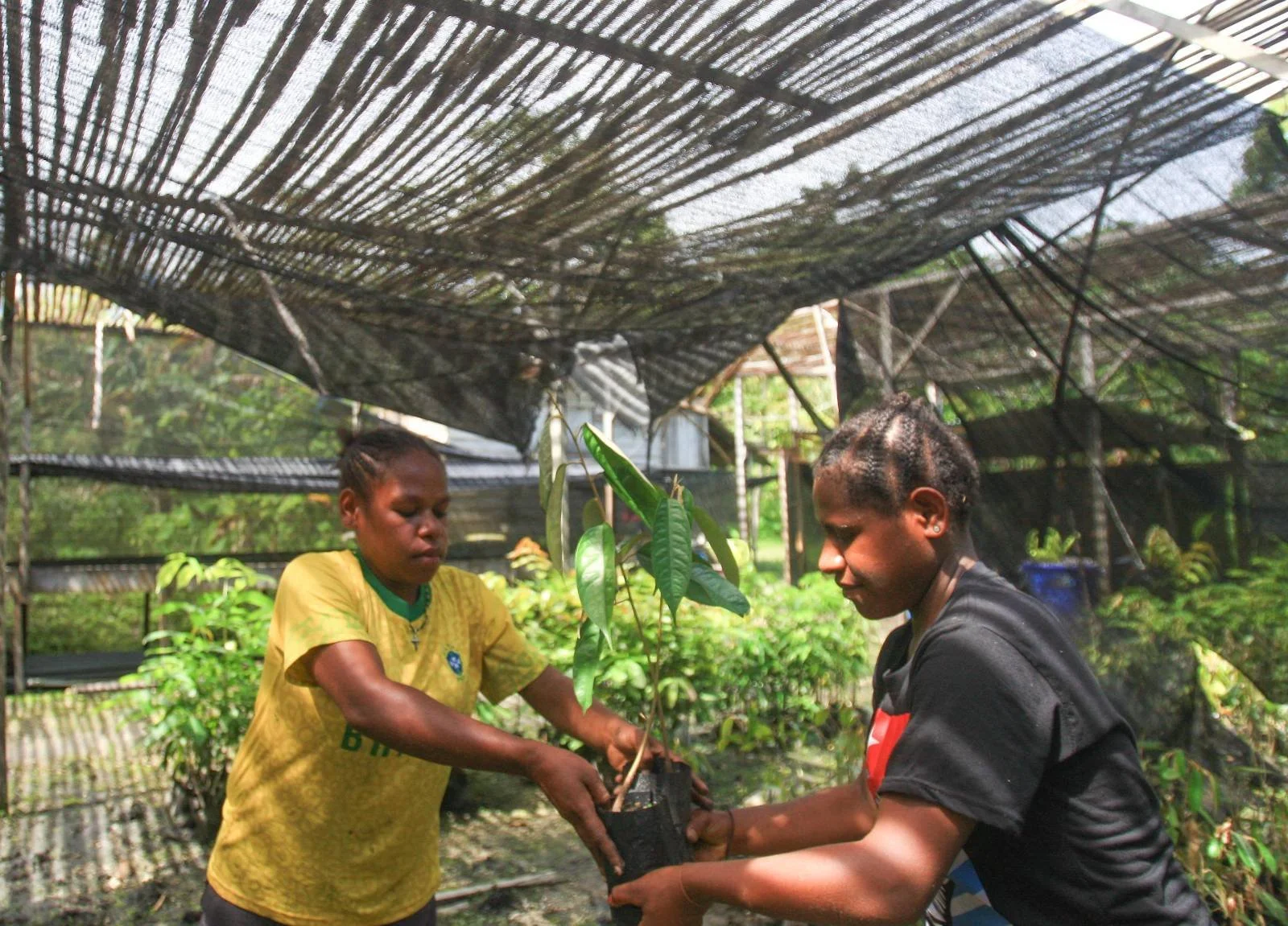 Two women planting a young tree in a nursery with black shade cloth overhead and plants in the background.