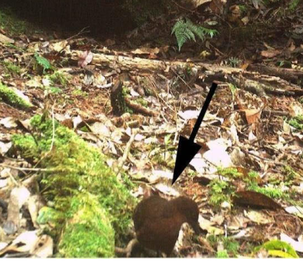 A small animal, possibly a rodent or mole, in a forest floor with fallen leaves and moss, marked by a black arrow.