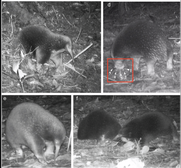 Four images of baby animals, possibly different species of wild boars or similar mammals, in a natural habitat with leaves and soil.