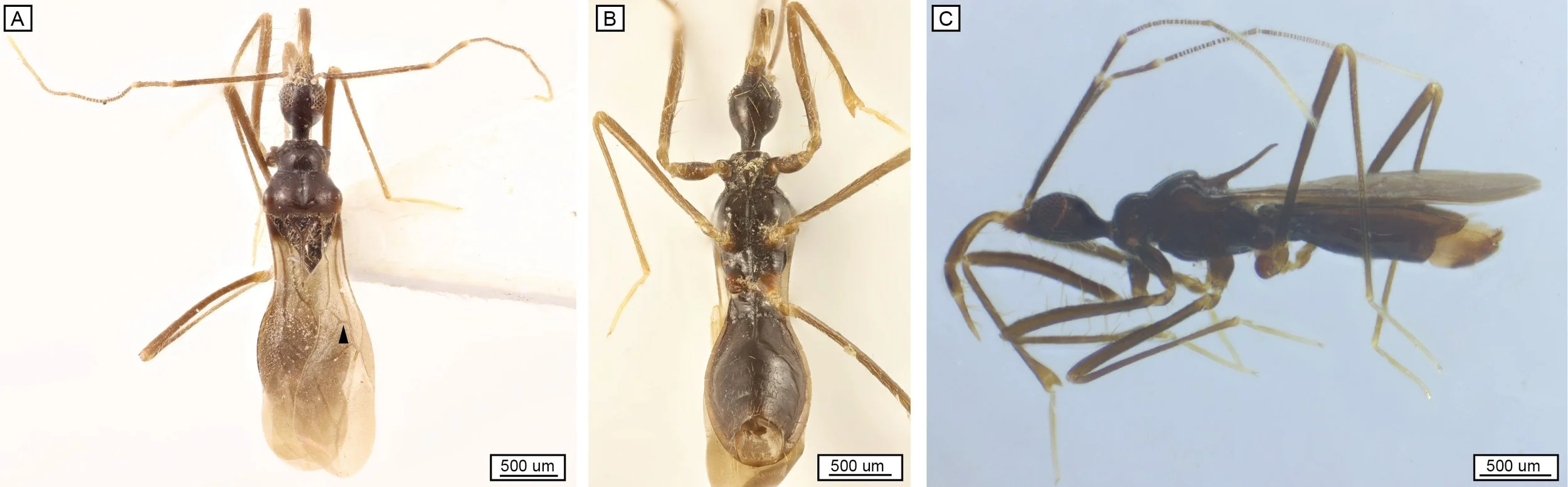 Close-up images of three tiny wasp-like insects, showing top and side views, with detailed features at microscopic scale.