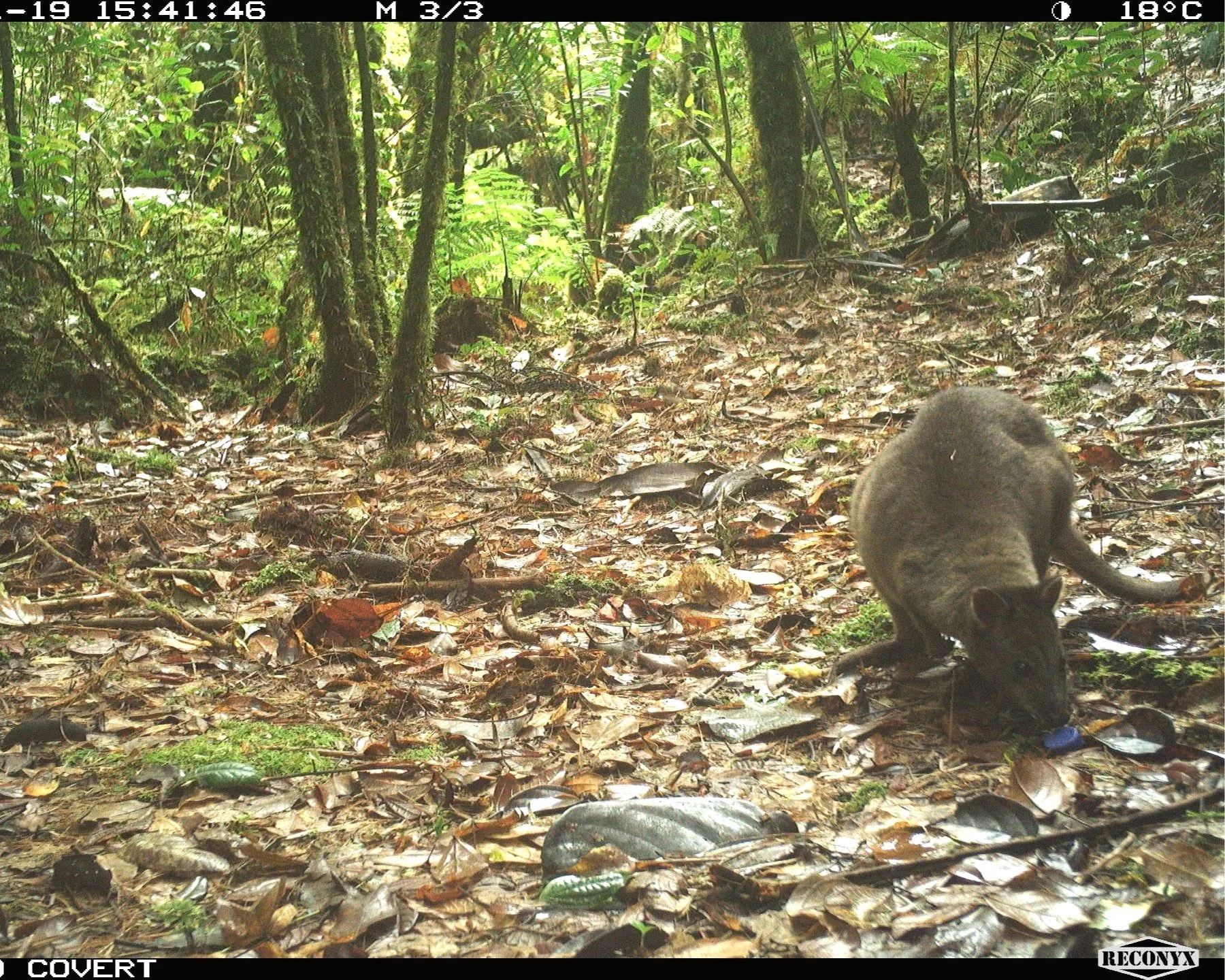 A forest floor covered with dry leaves, small plants, and some rocks, with a few trees in the background and a small animal, possibly a rodent, curiously approaching the camera.
