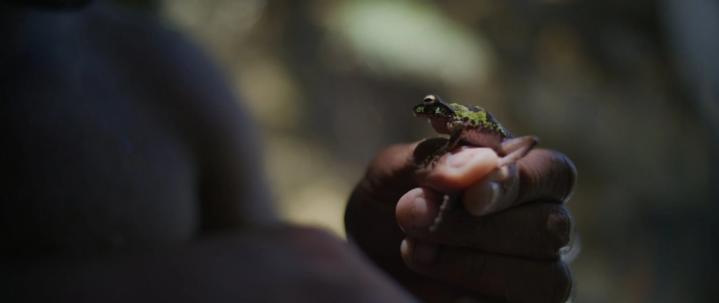 A person holding a small frog with a dark background.