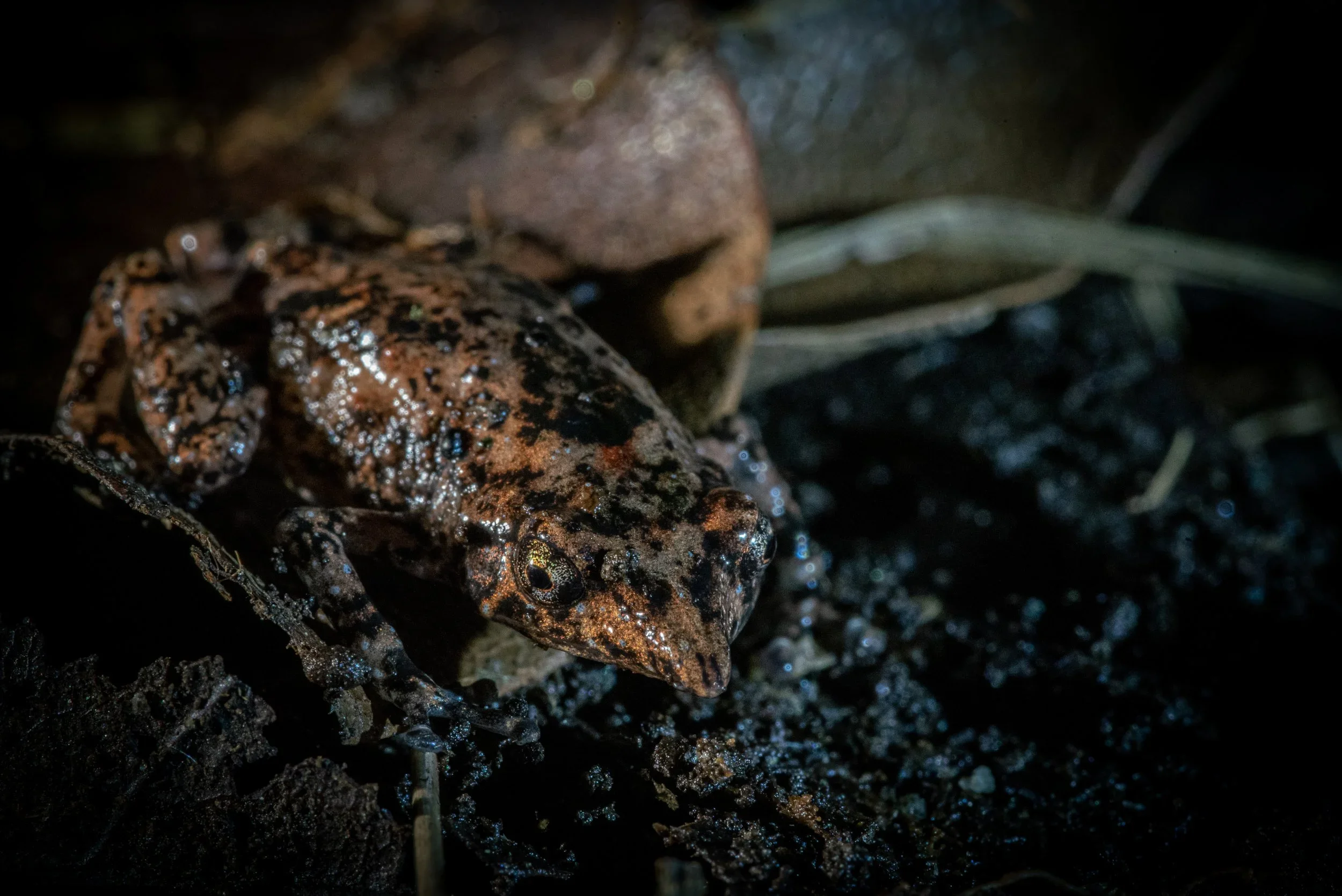Close-up of a small frog with a brown and black mottled pattern, sitting among wet soil and small rocks.
